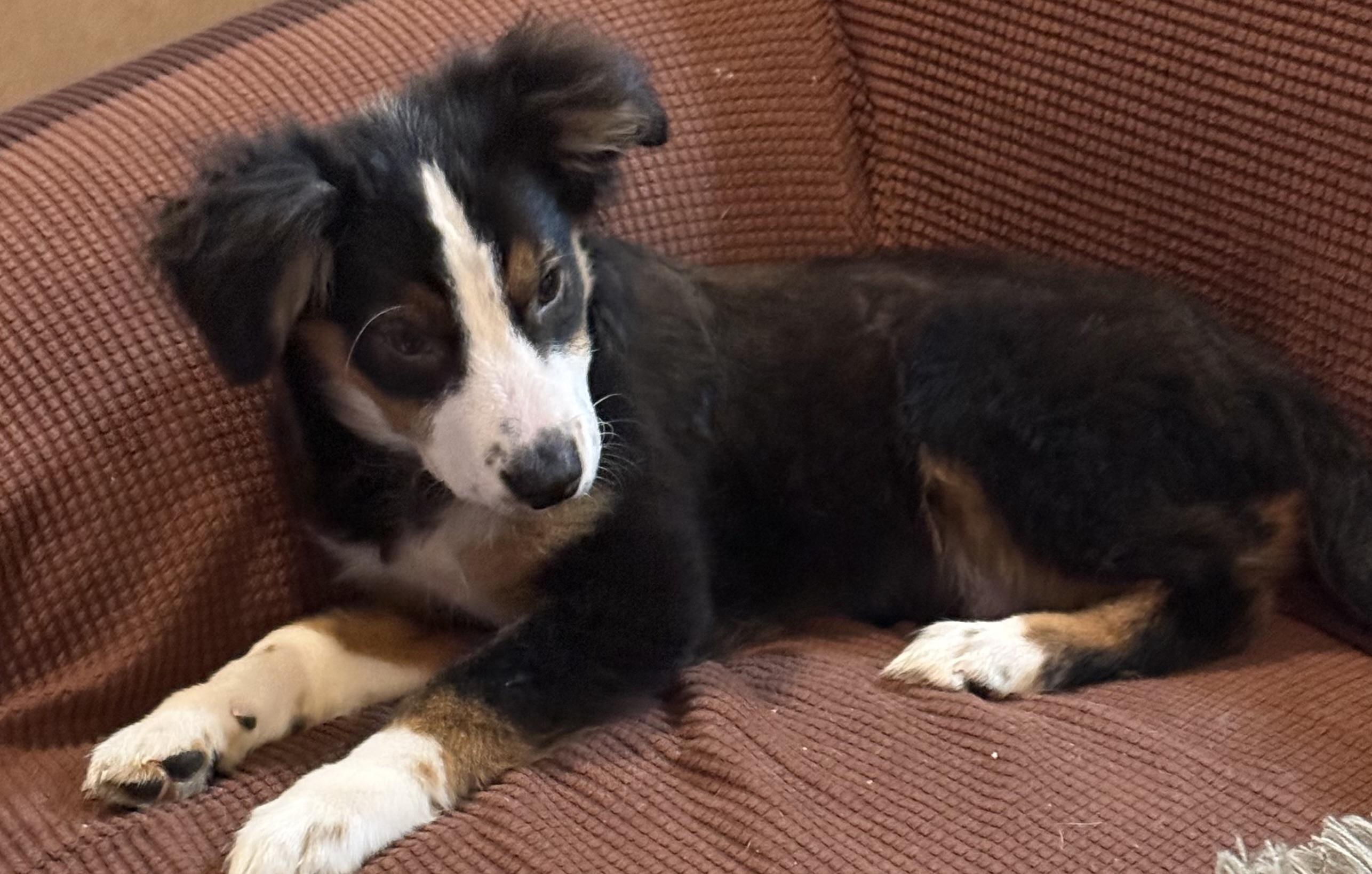 Enlarge Samson, a Adoptable mixed breed in Walker, LA image 2/3