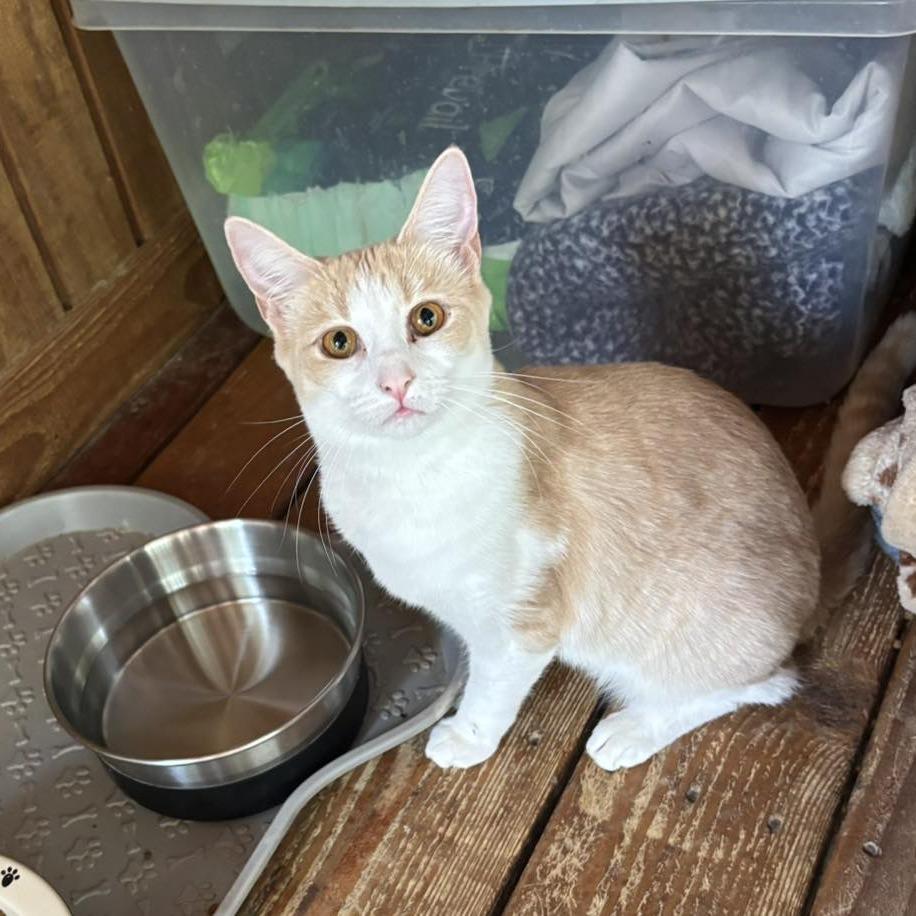 Enlarge Jessie, a Adoptable Domestic Short Hair in Alexandria, VA image 1/1