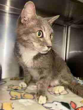 Enlarge Stormy, a Adoptable mixed breed in Dothan, AL image 1/2