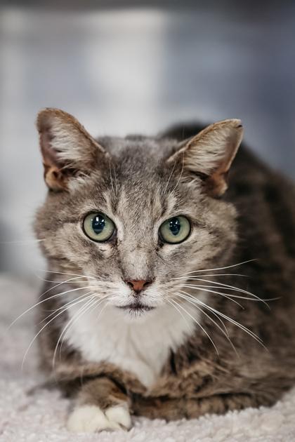 Enlarge Stormy, a Adoptable mixed breed in Dothan, AL image 2/2