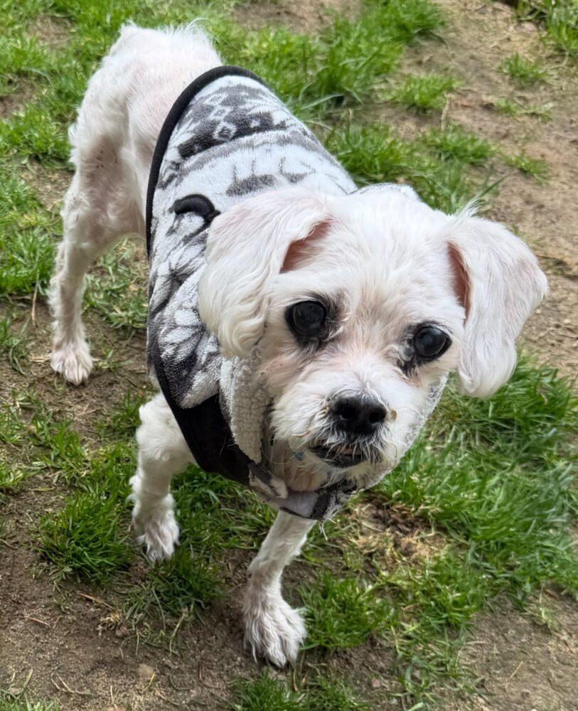 Angel, Adoptable, Senior Female Maltese.