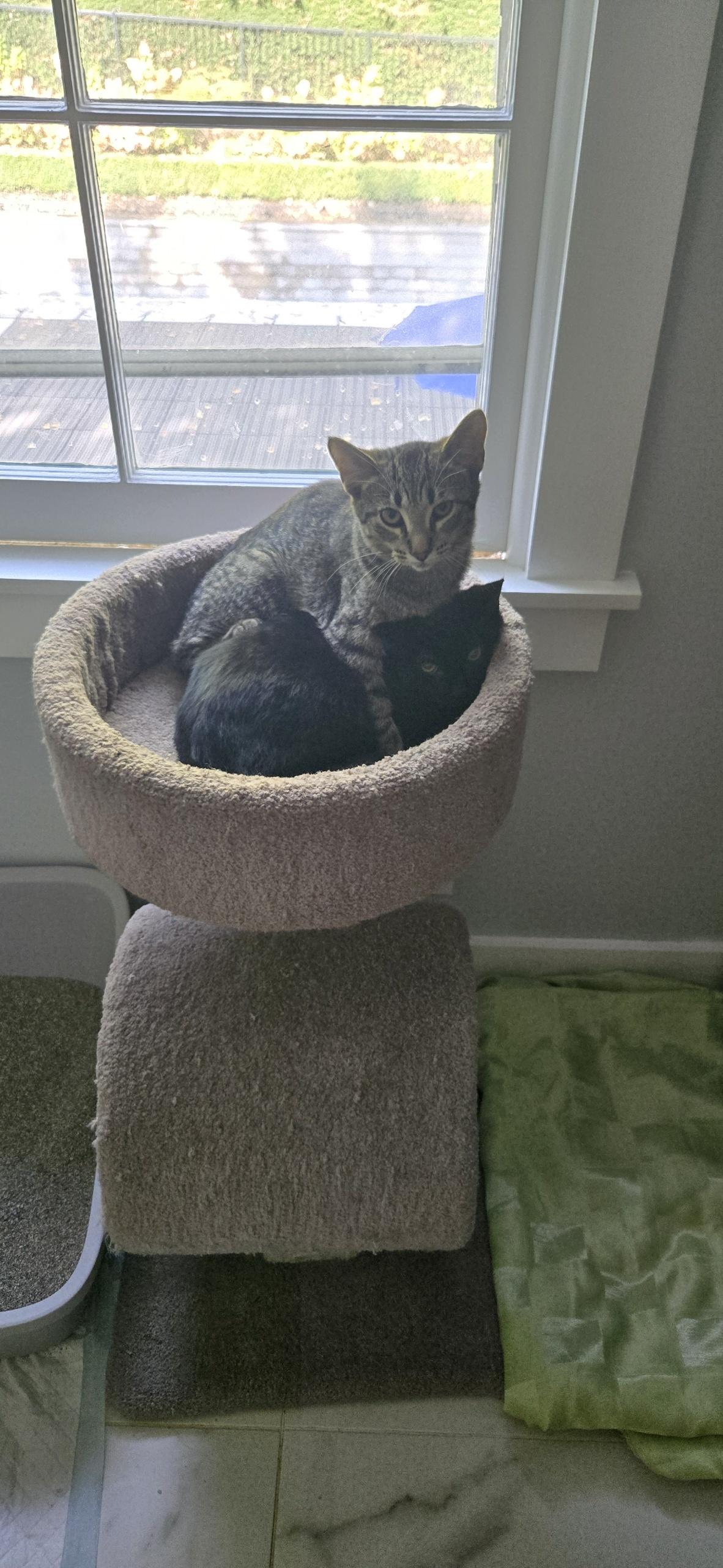 ***PLEASE READ FULL DESCRIPTION** Dash and River *bonded*