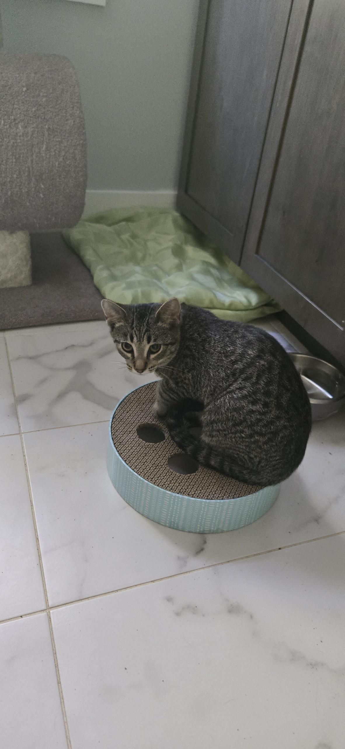 ***PLEASE READ FULL DESCRIPTION** Dash and River *bonded*