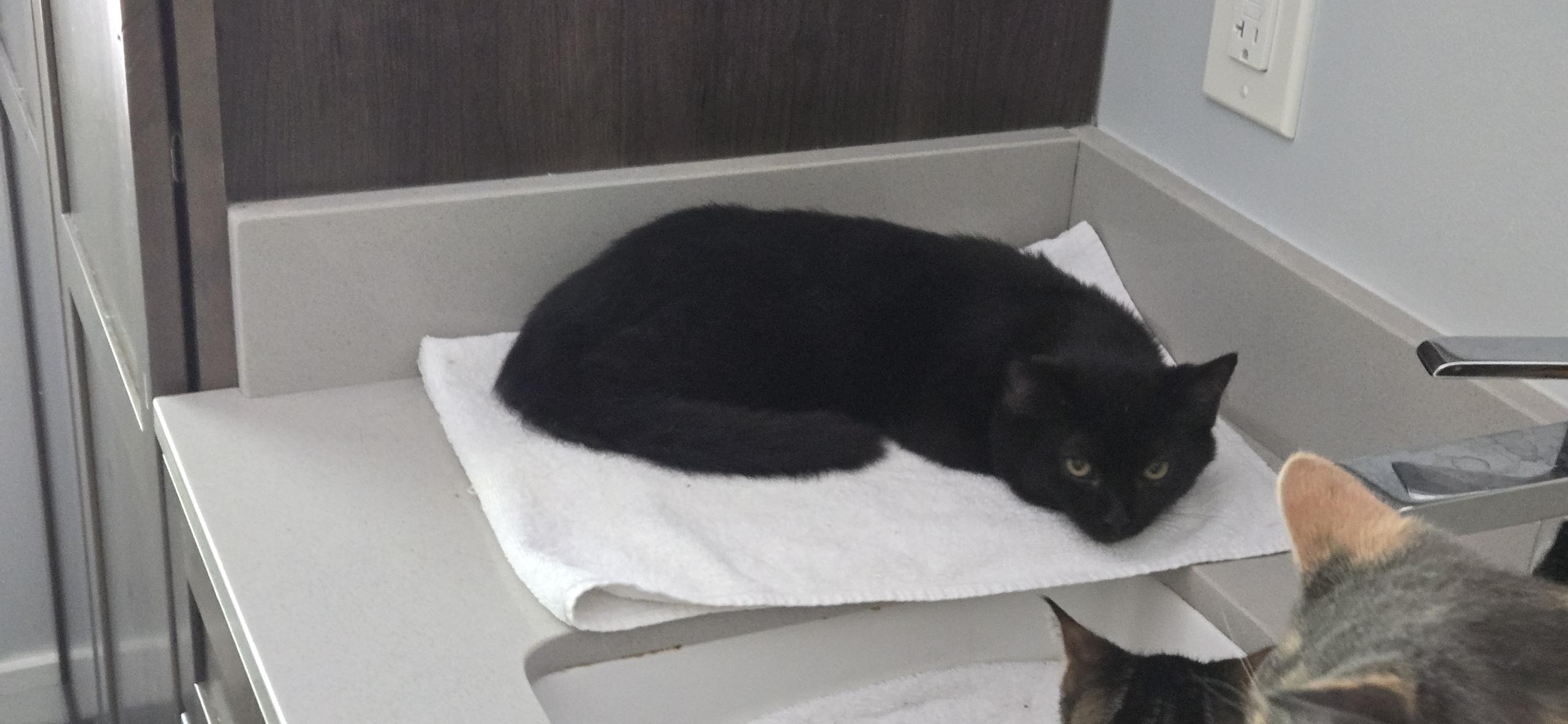 ***PLEASE READ FULL DESCRIPTION** Dash and River *bonded*