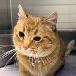 Enlarge Sunny, an adopted Domestic Short Hair in Lansing, MI image 1/1