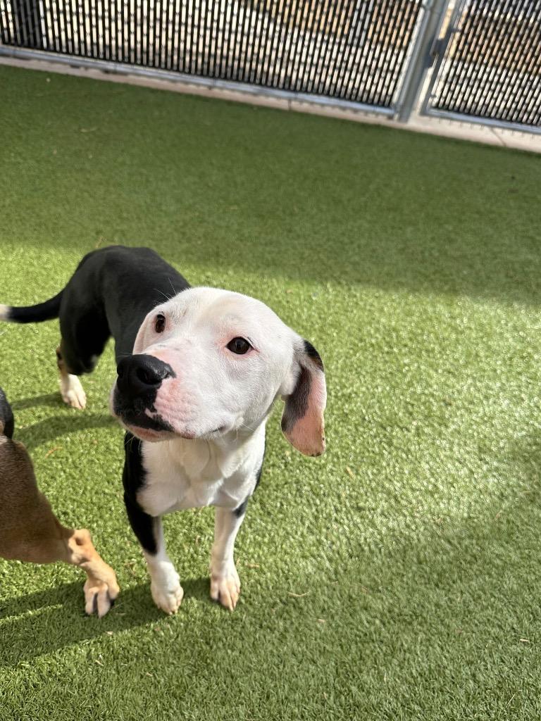 Earl, Adoptable, Young Male Hound.