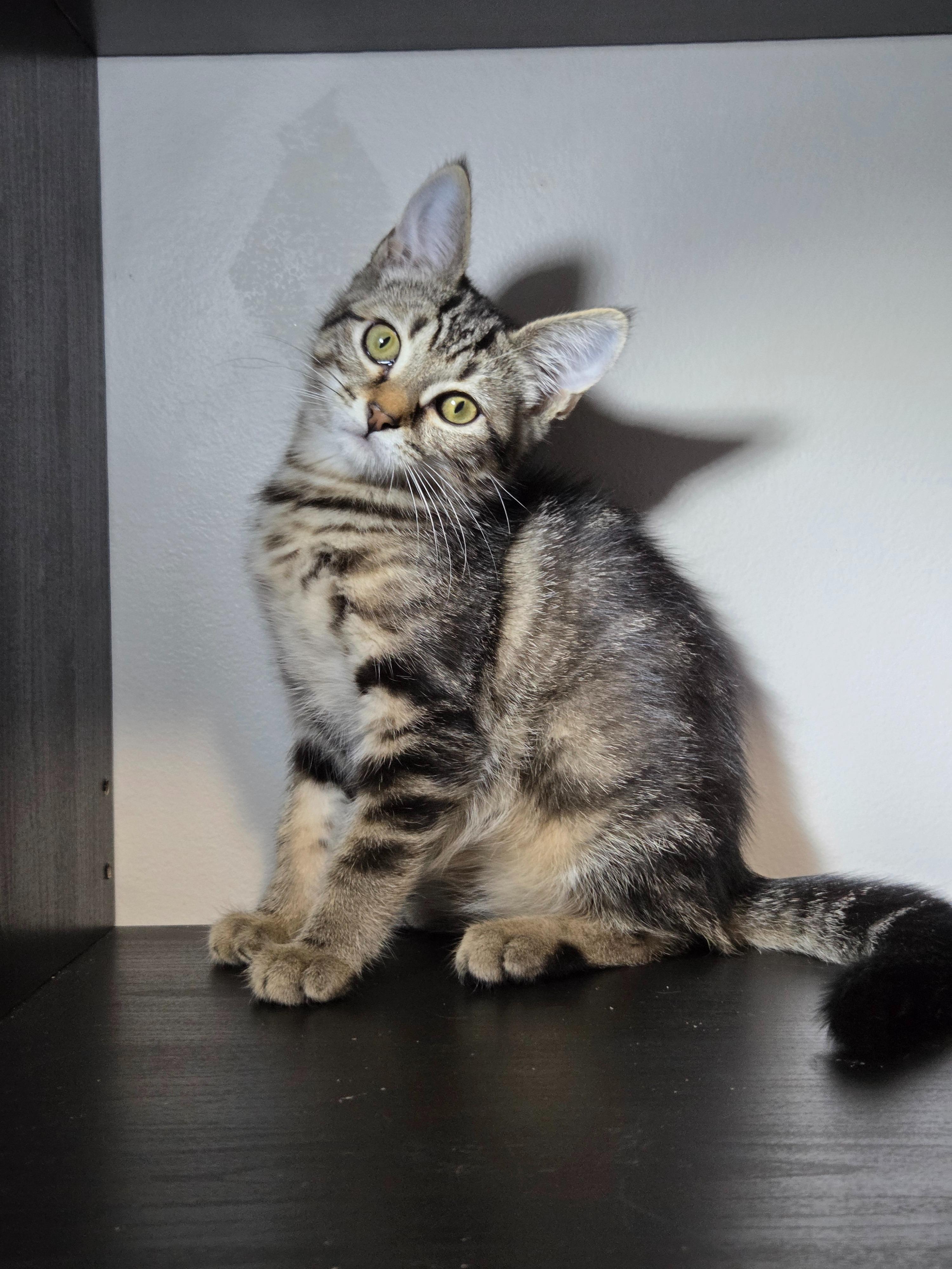 Pre-Adoption: Sienna, Baby Female unknown