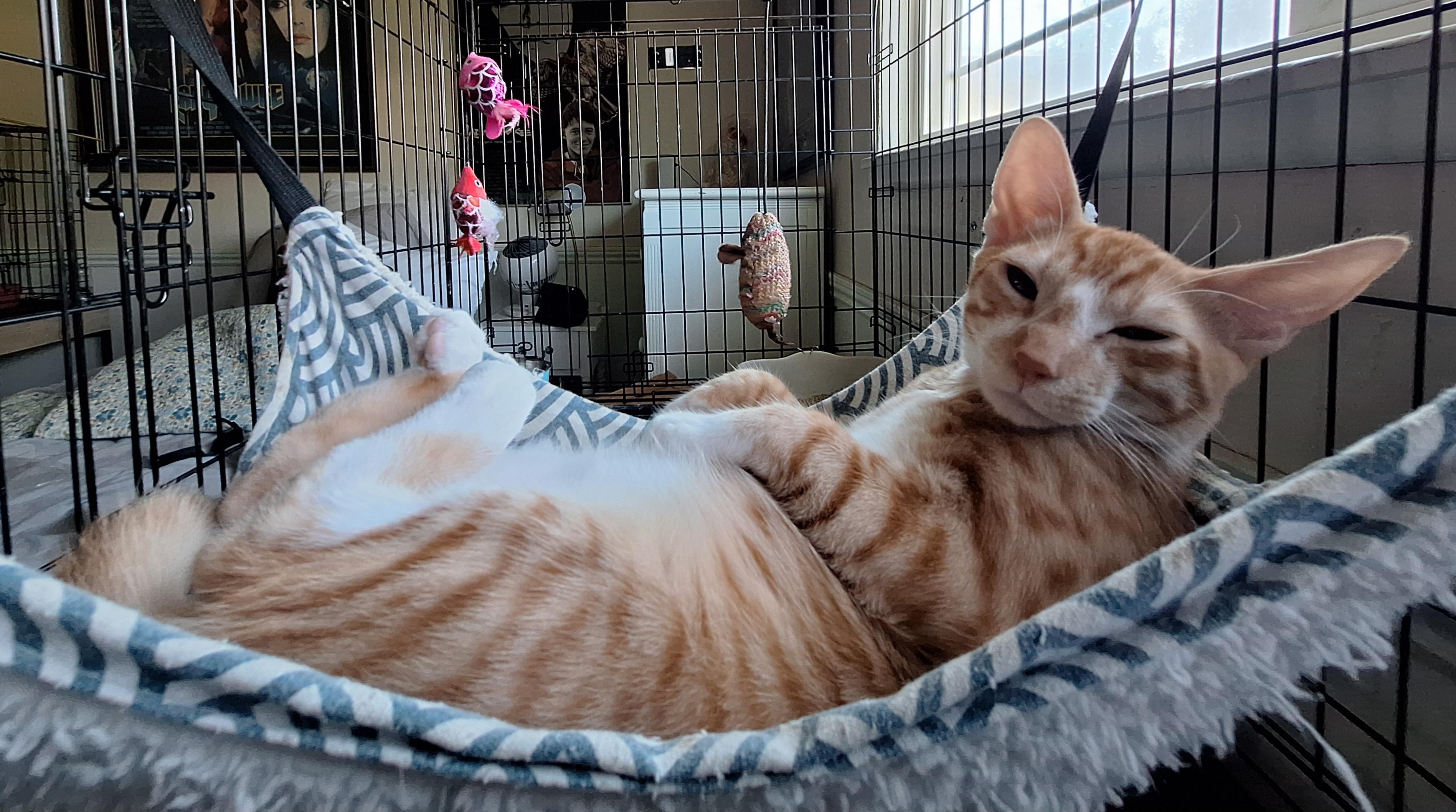 Archie Andrews, a Adoptable Tabby in Fresno, CA image 4/6