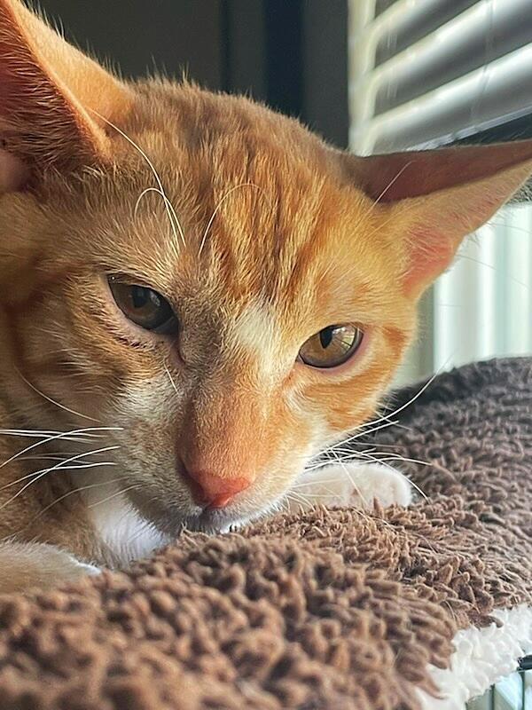 Archie Andrews, a Adoptable Tabby in Fresno, CA image 5/6