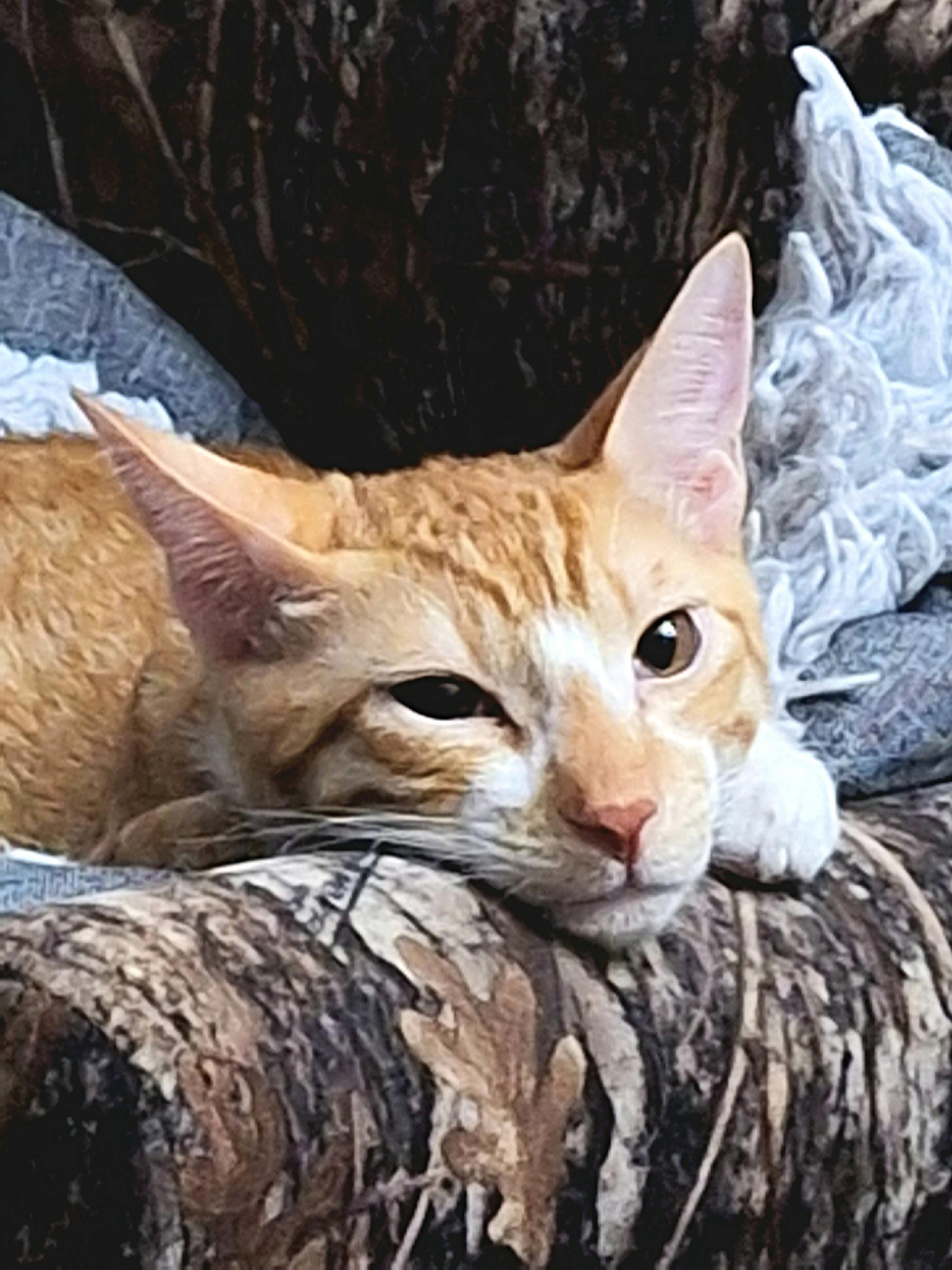 Archie Andrews, Adoptable, Kitten Male Tabby.