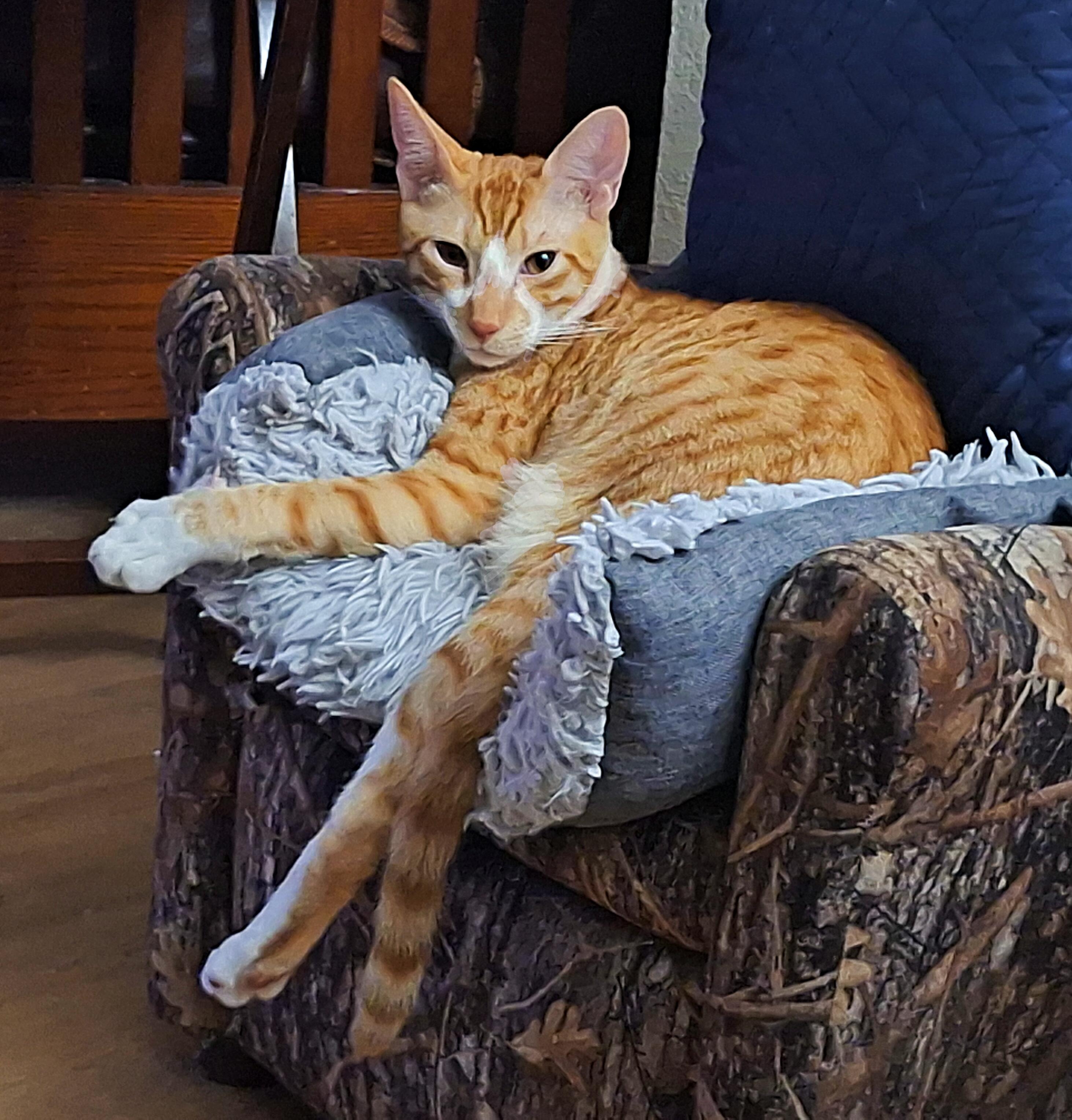 Archie Andrews, a Adoptable Tabby in Fresno, CA image 2/6