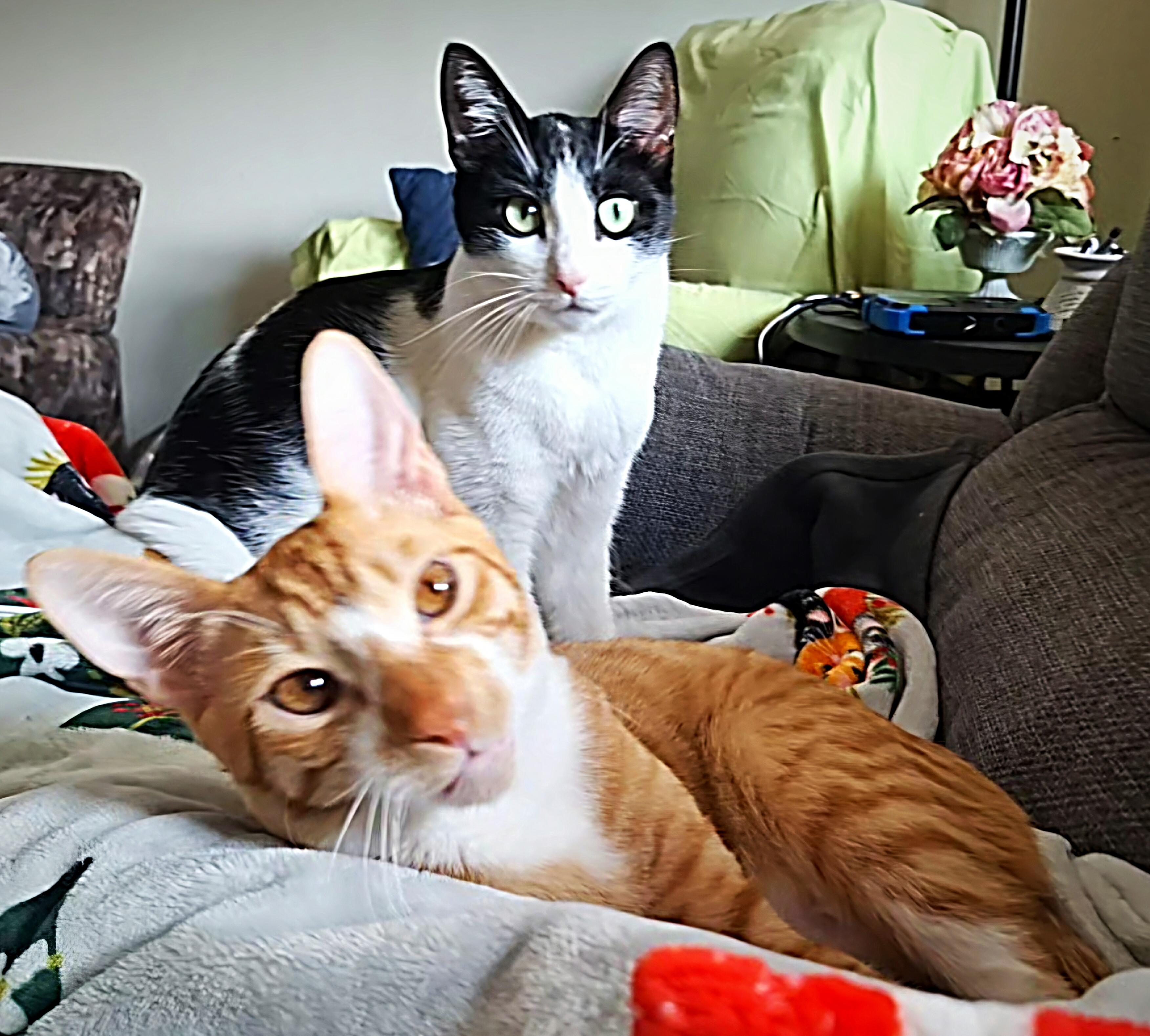 Archie Andrews, a Adoptable Tabby in Fresno, CA image 6/6