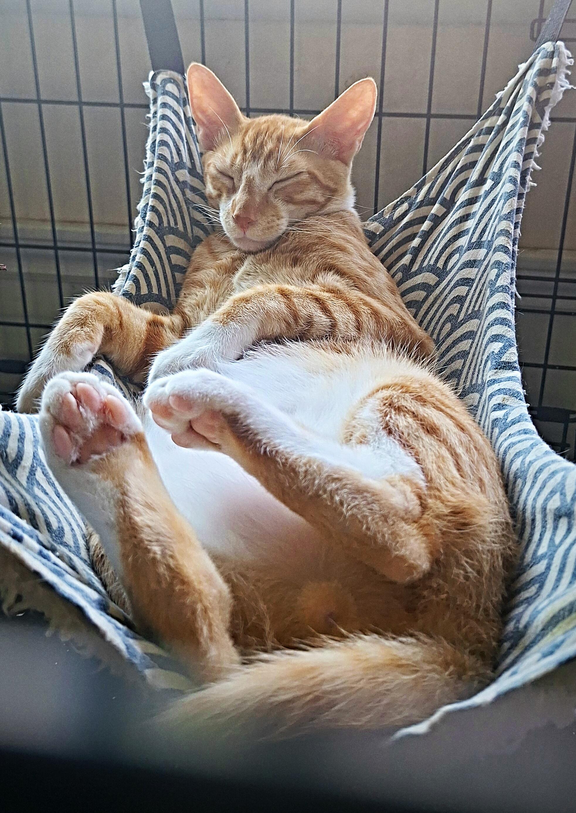 Archie Andrews, a Adoptable Tabby in Fresno, CA image 3/6