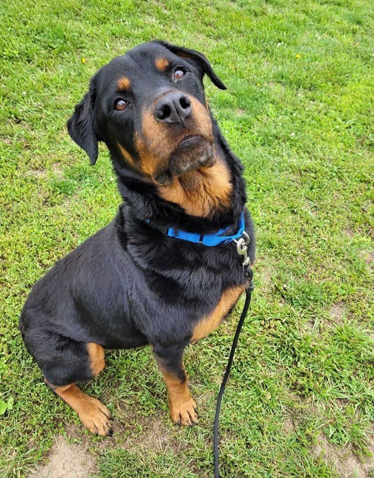 Tiny Tim, Adopted, Senior Male Rottweiler.