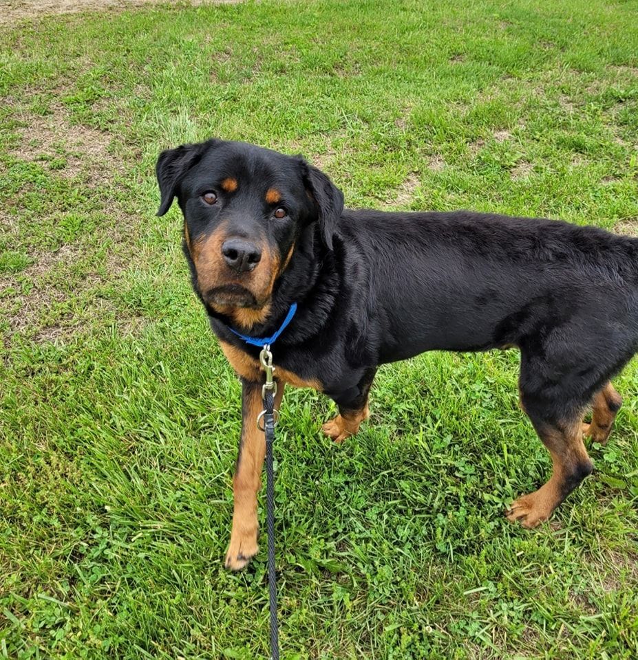 Tiny Tim, a Adopted Rottweiler in Smithville, MO image 2/2