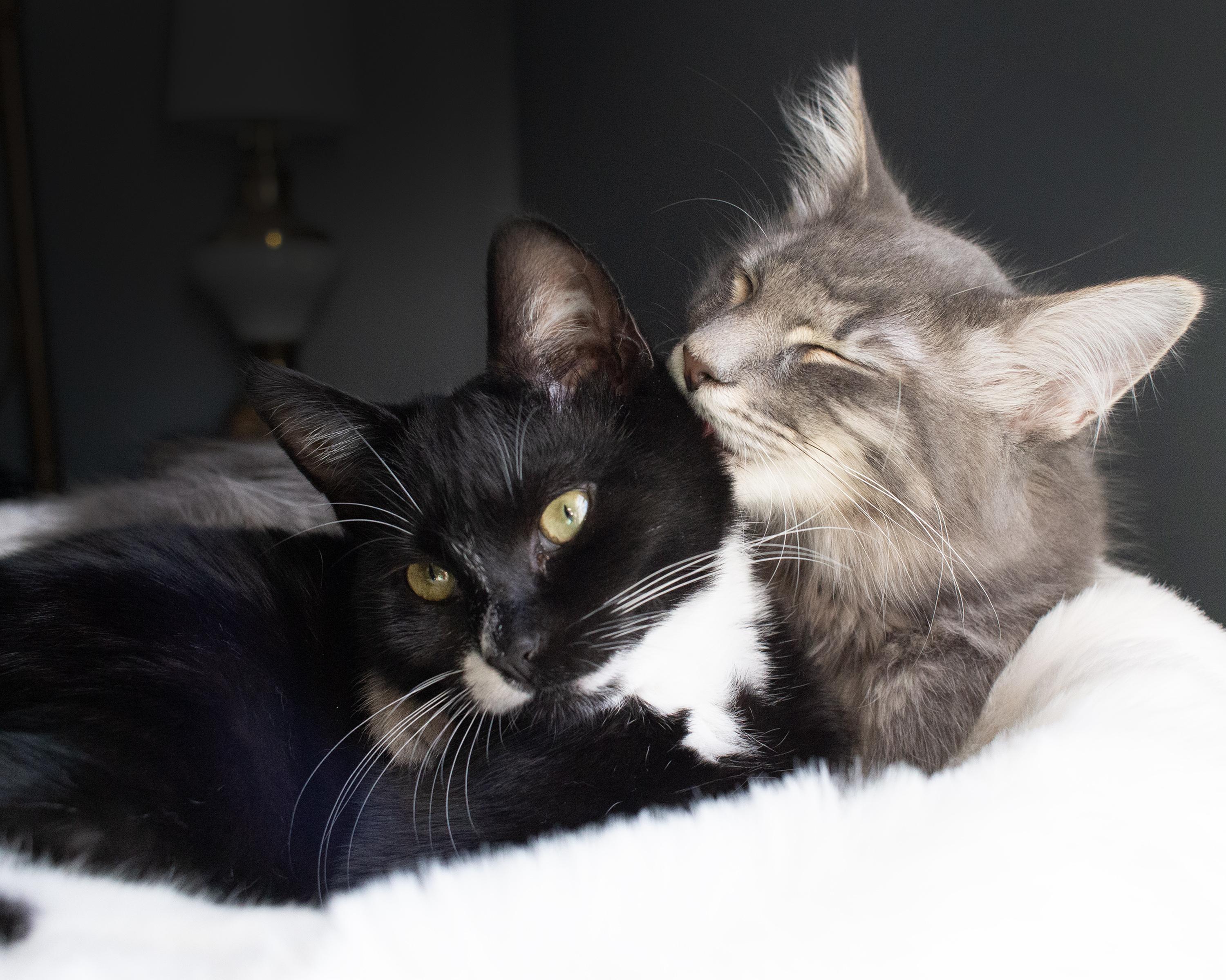 Finch Moonbeam and Starling Rain, a Adoptable mixed breed in Charlotte, NC image 3/6