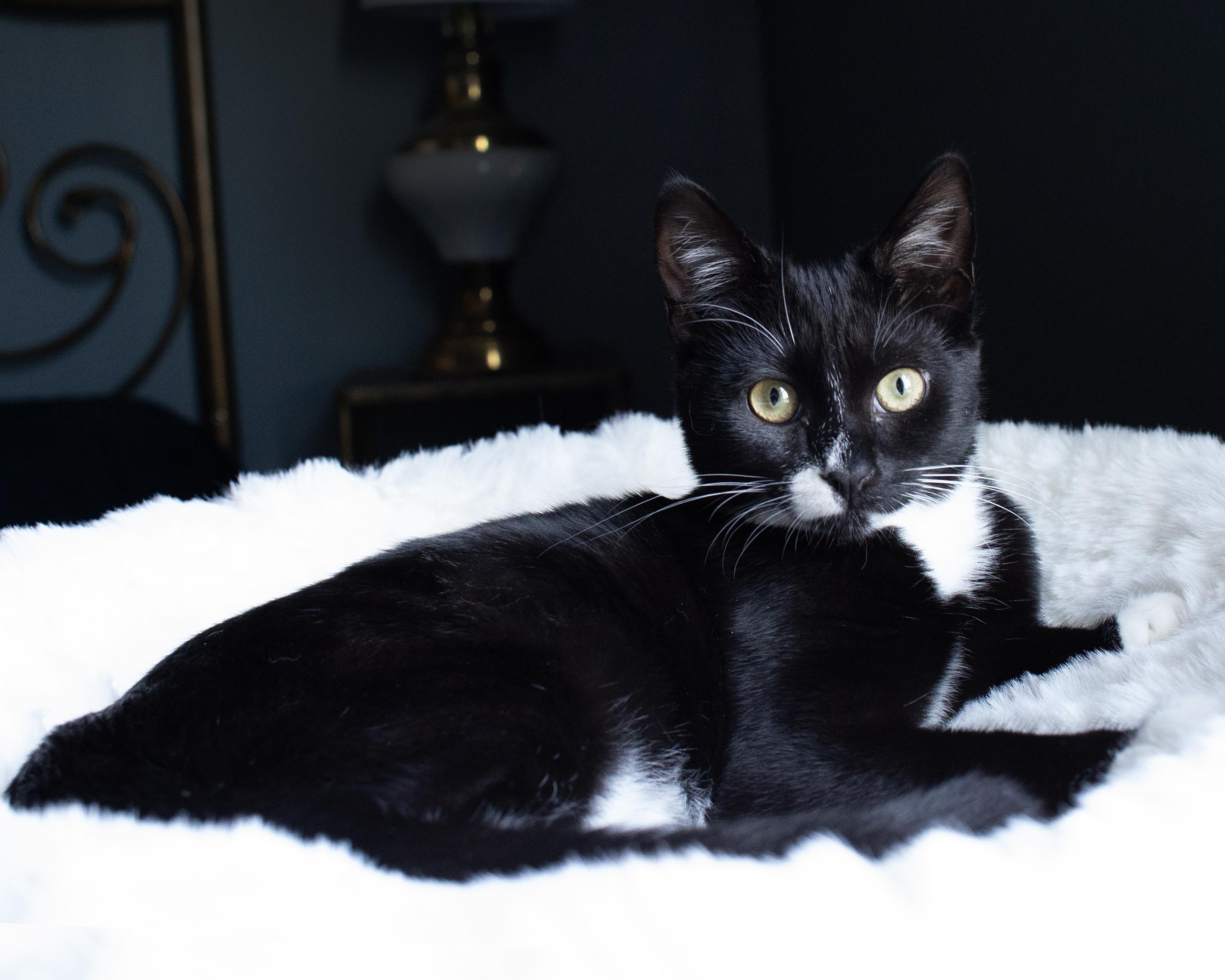 Finch Moonbeam and Starling Rain, a Adoptable mixed breed in Charlotte, NC image 2/6