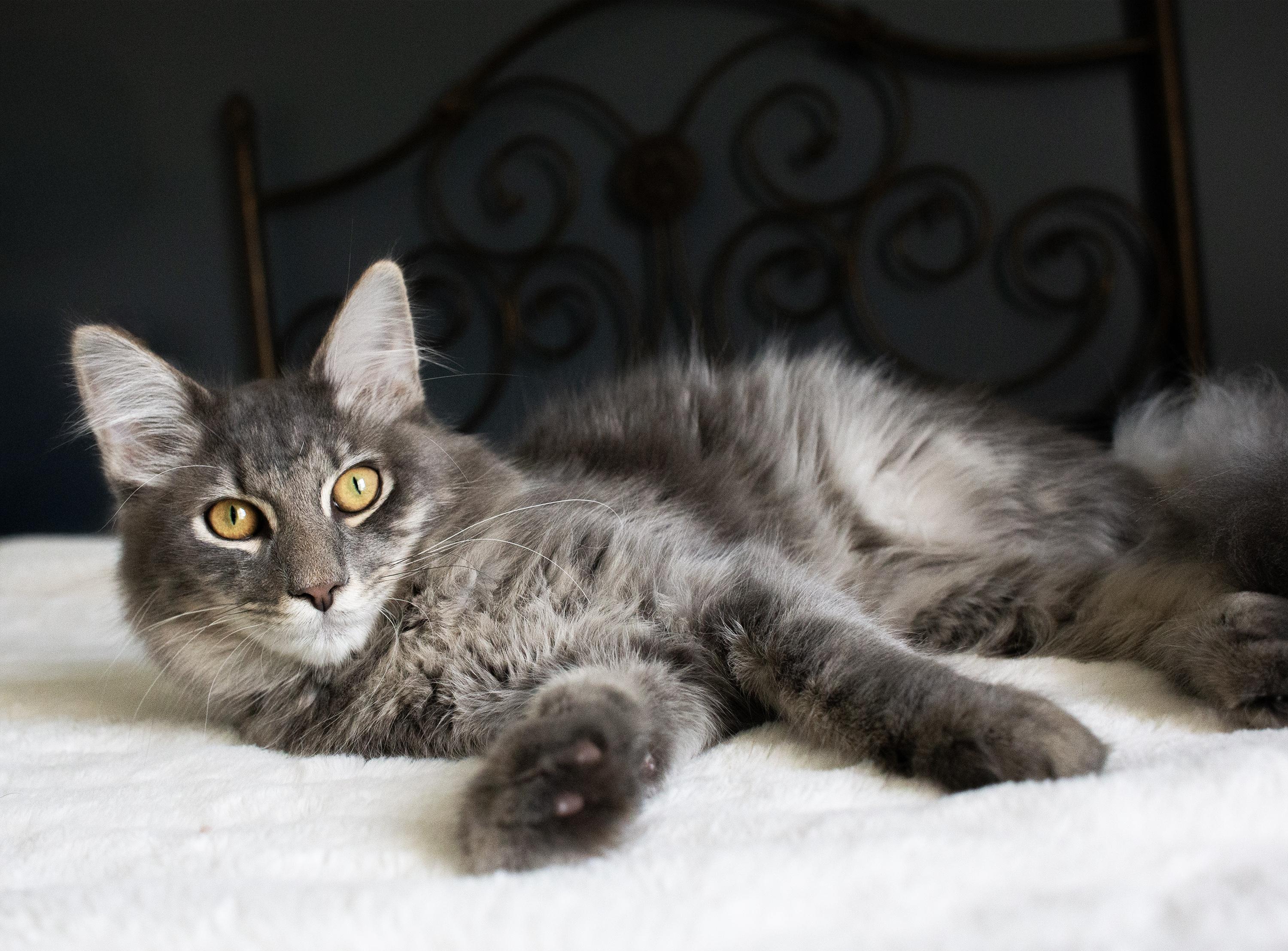 Finch Moonbeam and Starling Rain, Adoptable, Young Male Maine Coon & Tuxedo.