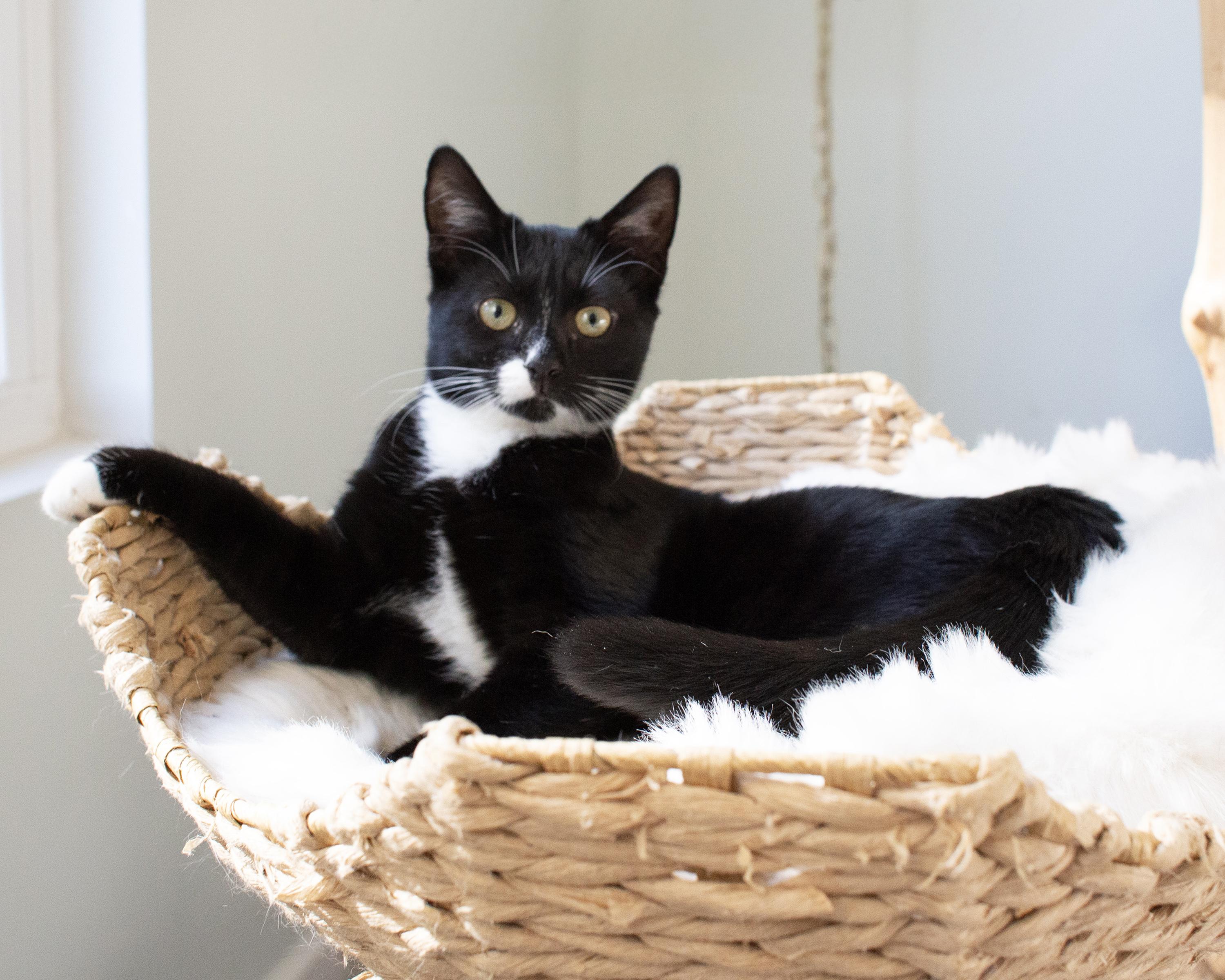 Finch Moonbeam and Starling Rain, a Adoptable mixed breed in Charlotte, NC image 5/6