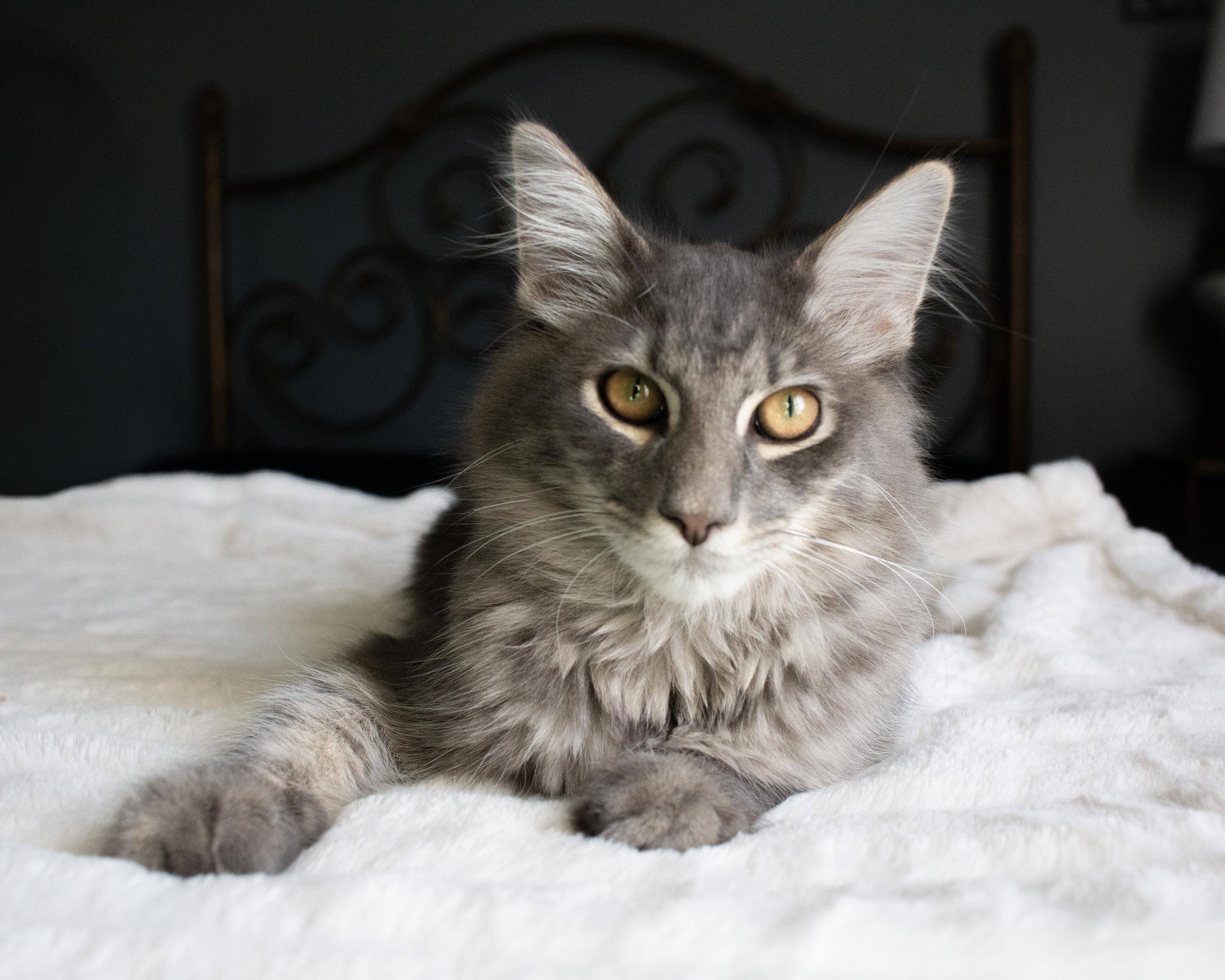 Finch Moonbeam and Starling Rain, a Adoptable mixed breed in Charlotte, NC image 4/6