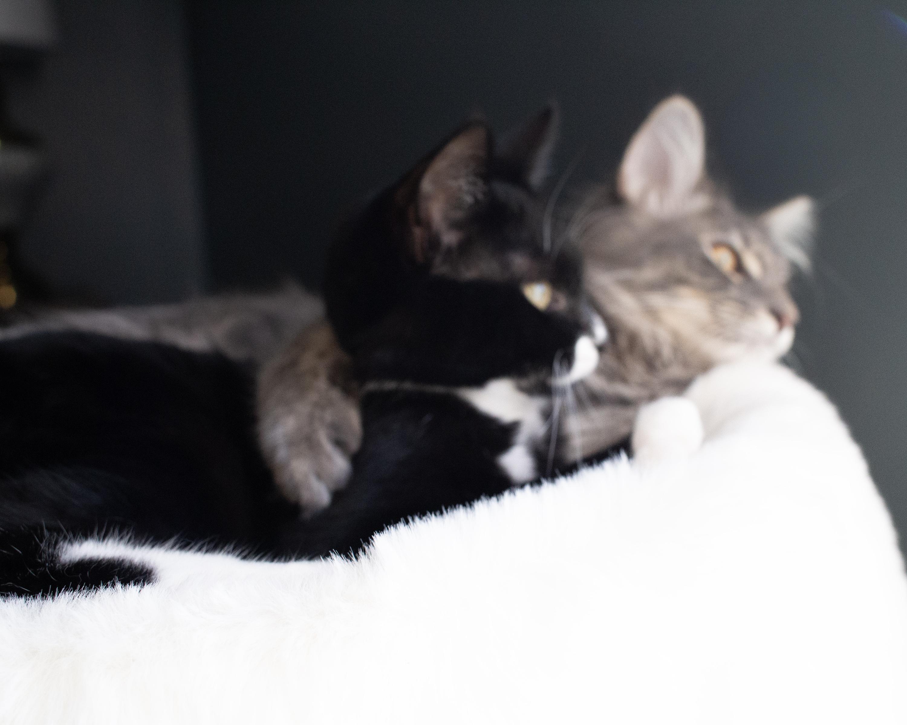 Finch Moonbeam and Starling Rain, a Adoptable mixed breed in Charlotte, NC image 6/6