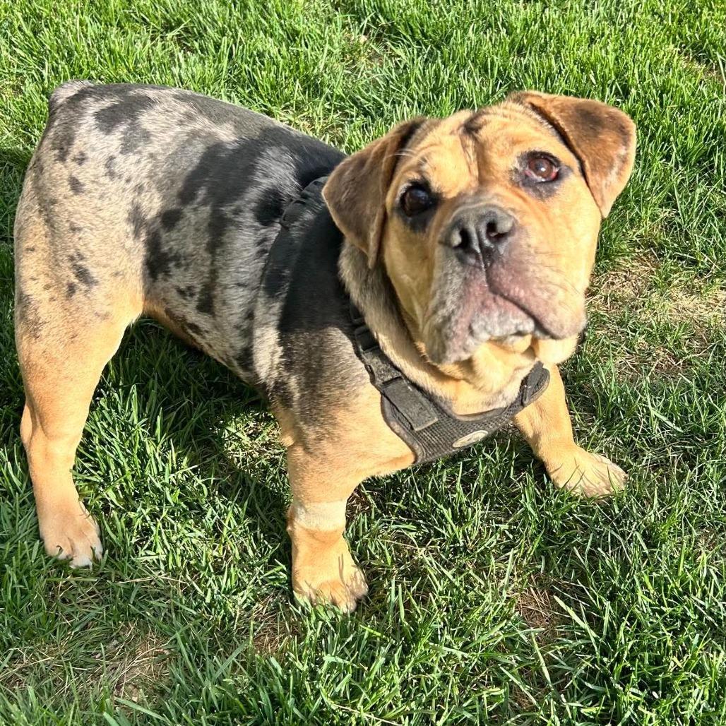 Enlarge Marge, a Adoptable mixed breed in Huber Heights, OH image 2/6