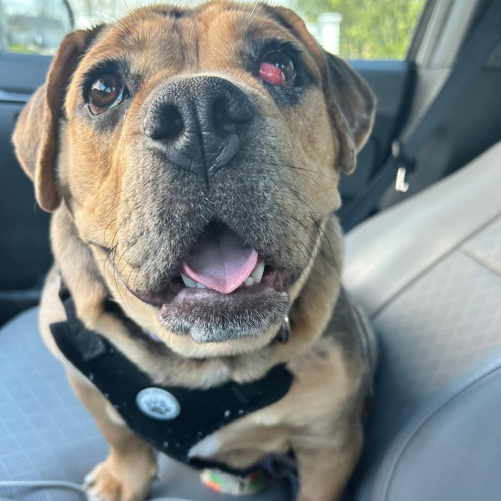 Enlarge Marge, a Adoptable mixed breed in Huber Heights, OH image 3/6