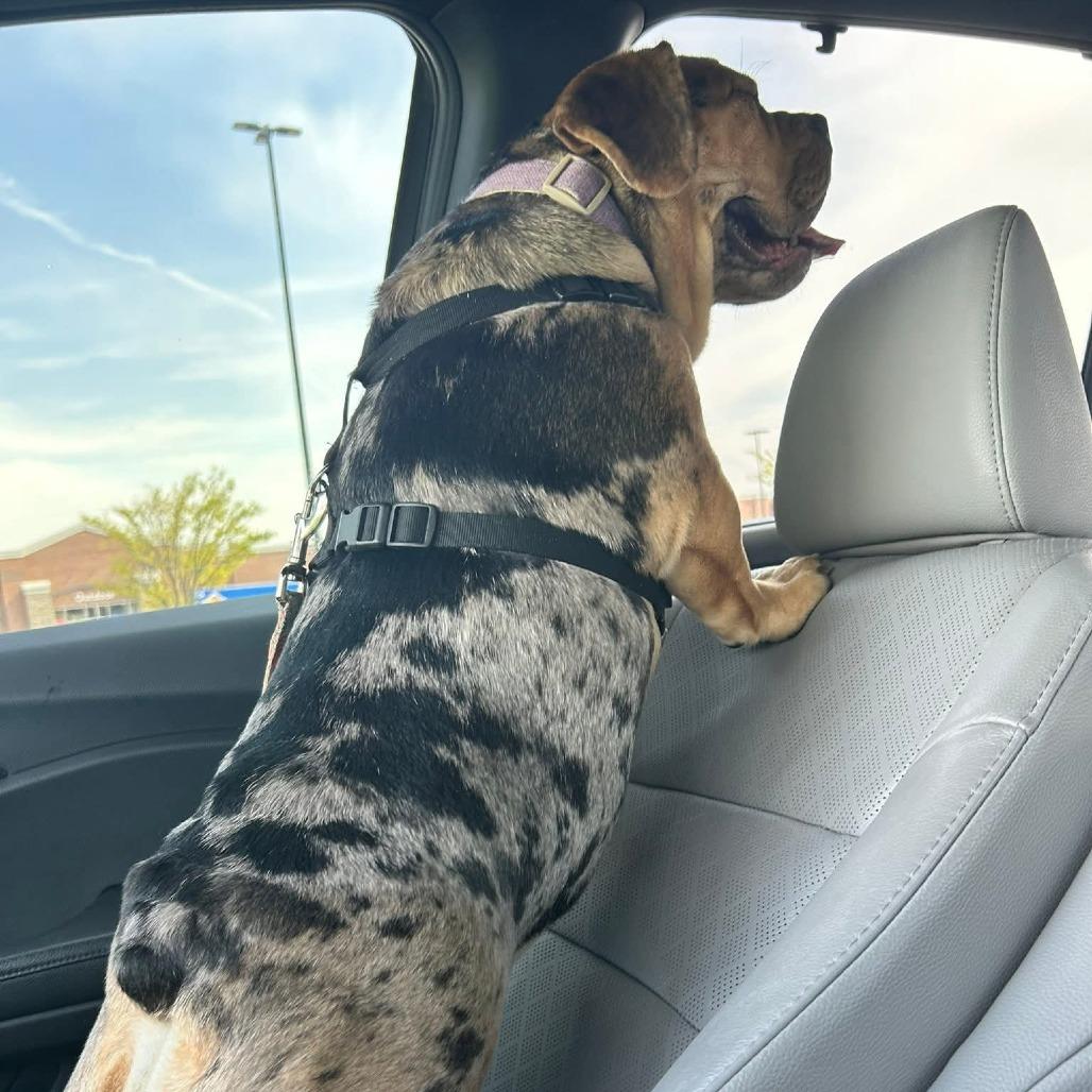 Enlarge Marge, a Adoptable mixed breed in Huber Heights, OH image 4/6