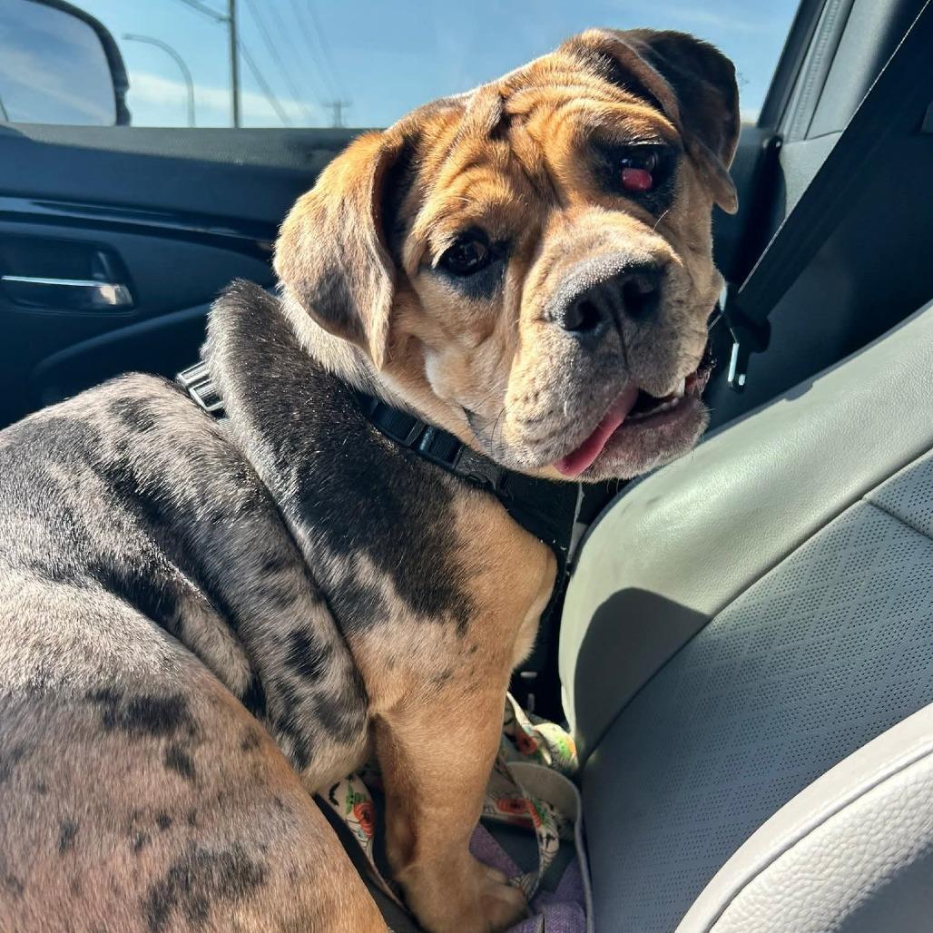 Enlarge Marge, a Adoptable mixed breed in Huber Heights, OH image 5/6