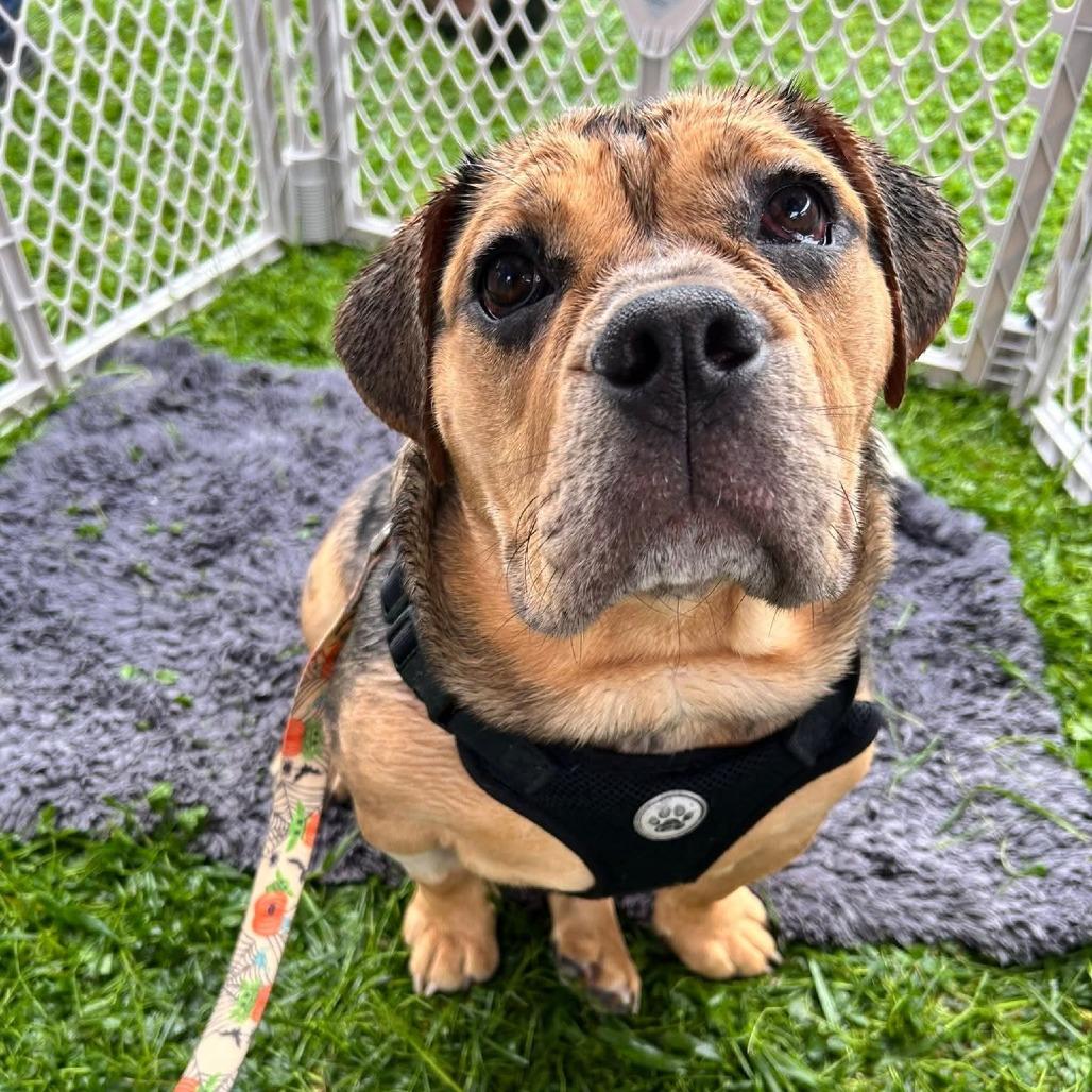 Enlarge Marge, a Adoptable mixed breed in Huber Heights, OH image 6/6