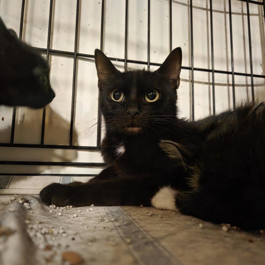 Enlarge Miss Tempest, a Adoptable Domestic Short Hair in Bottineau, ND image 1/1