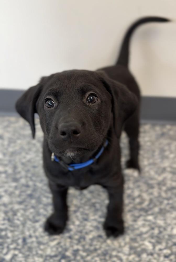 Rowan, Adoptable, Puppy Male Labrador Retriever & Australian Shepherd.