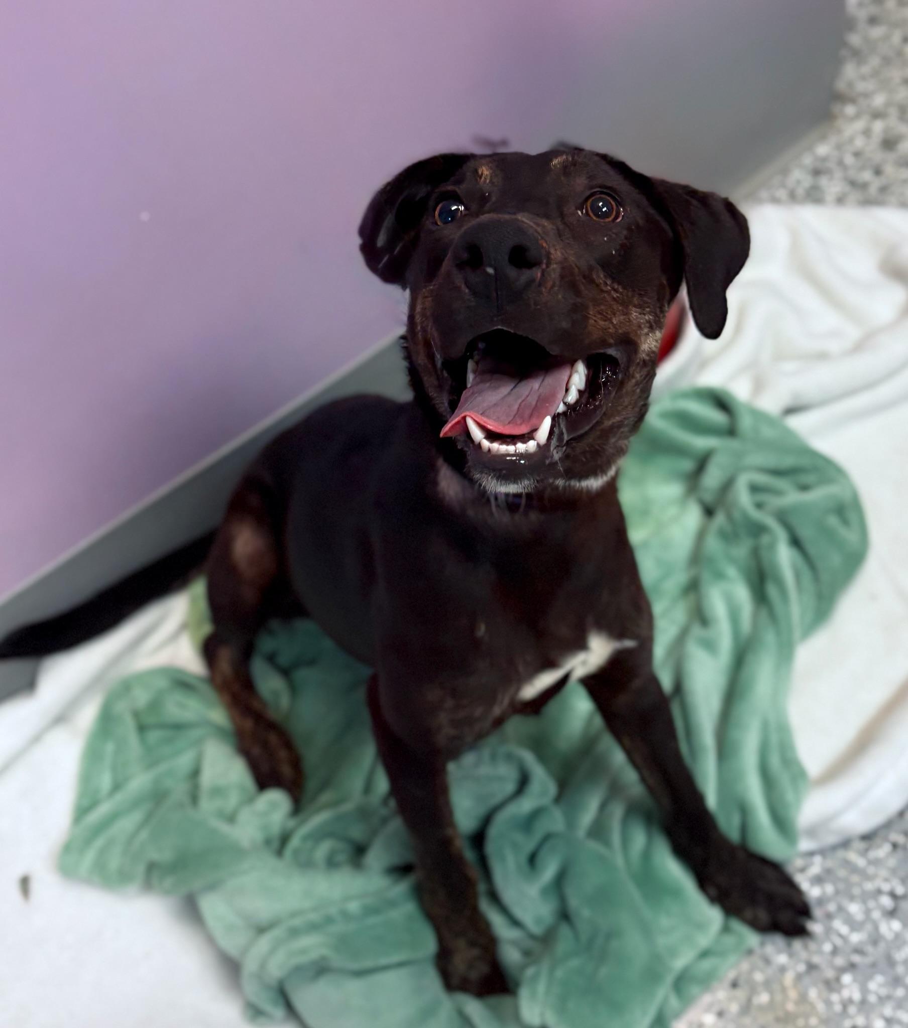 Slipdog in NH Come Meet our Adoptable Dogs Wednesday-Saturday. More info in Bio, a Adoptable mixed breed in Manchester, NH image 2/2