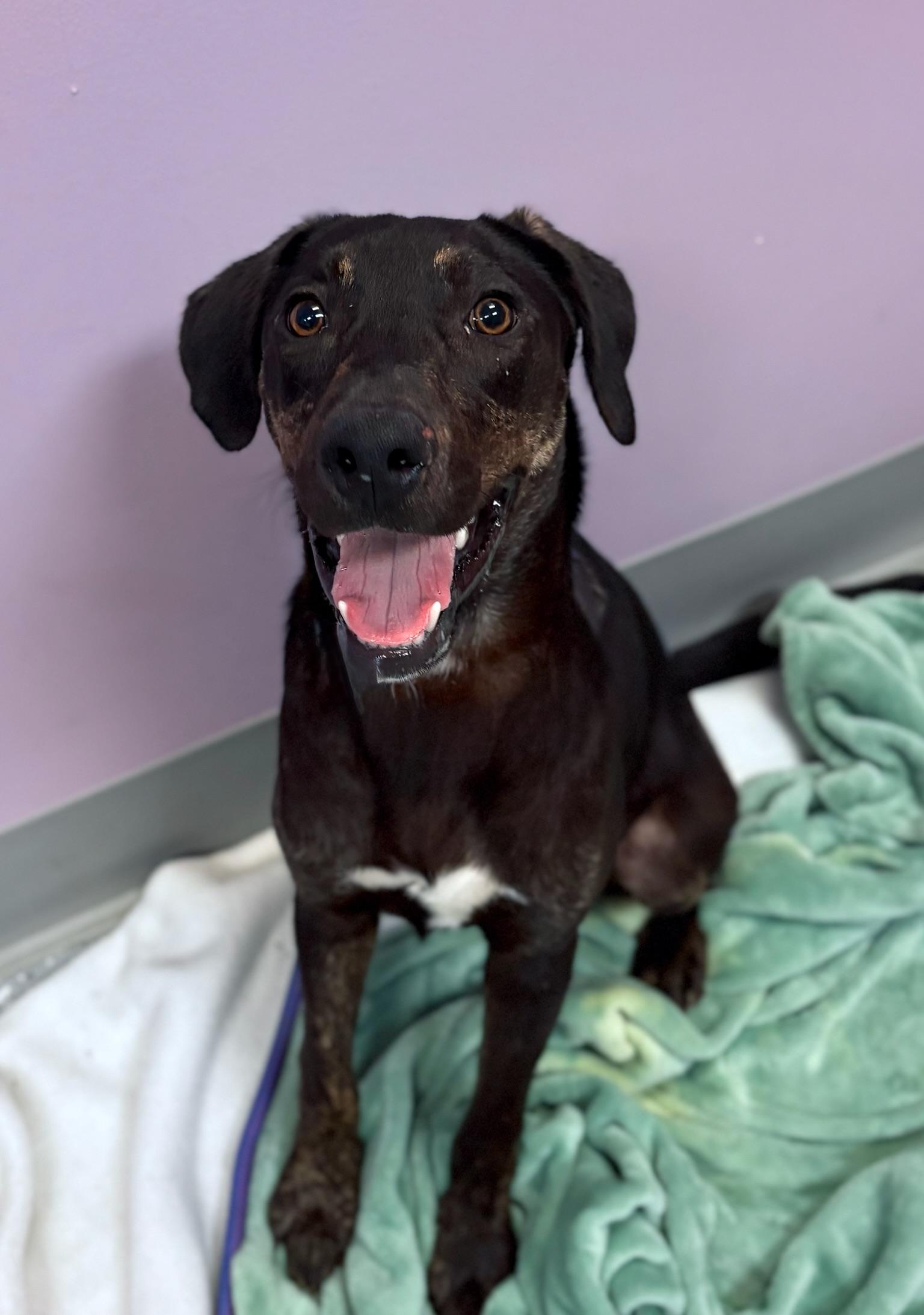 Slipdog in NH Come Meet our Adoptable Dogs Wednesday-Saturday. More info in Bio, Adoptable, Puppy Male Labrador Retriever & Hound.