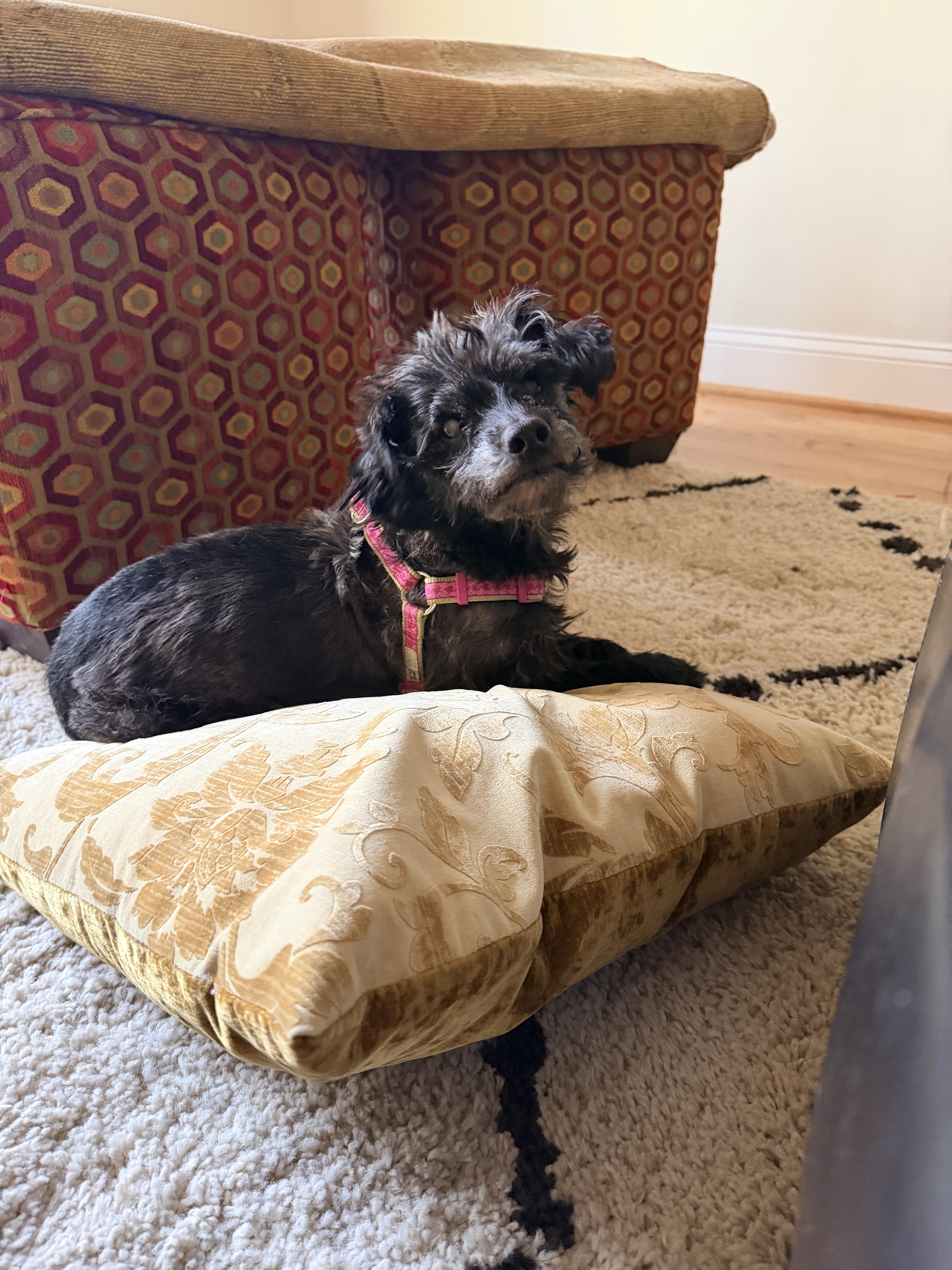 Elvis, Adopted, Senior Male Miniature Poodle & Yorkshire Terrier.