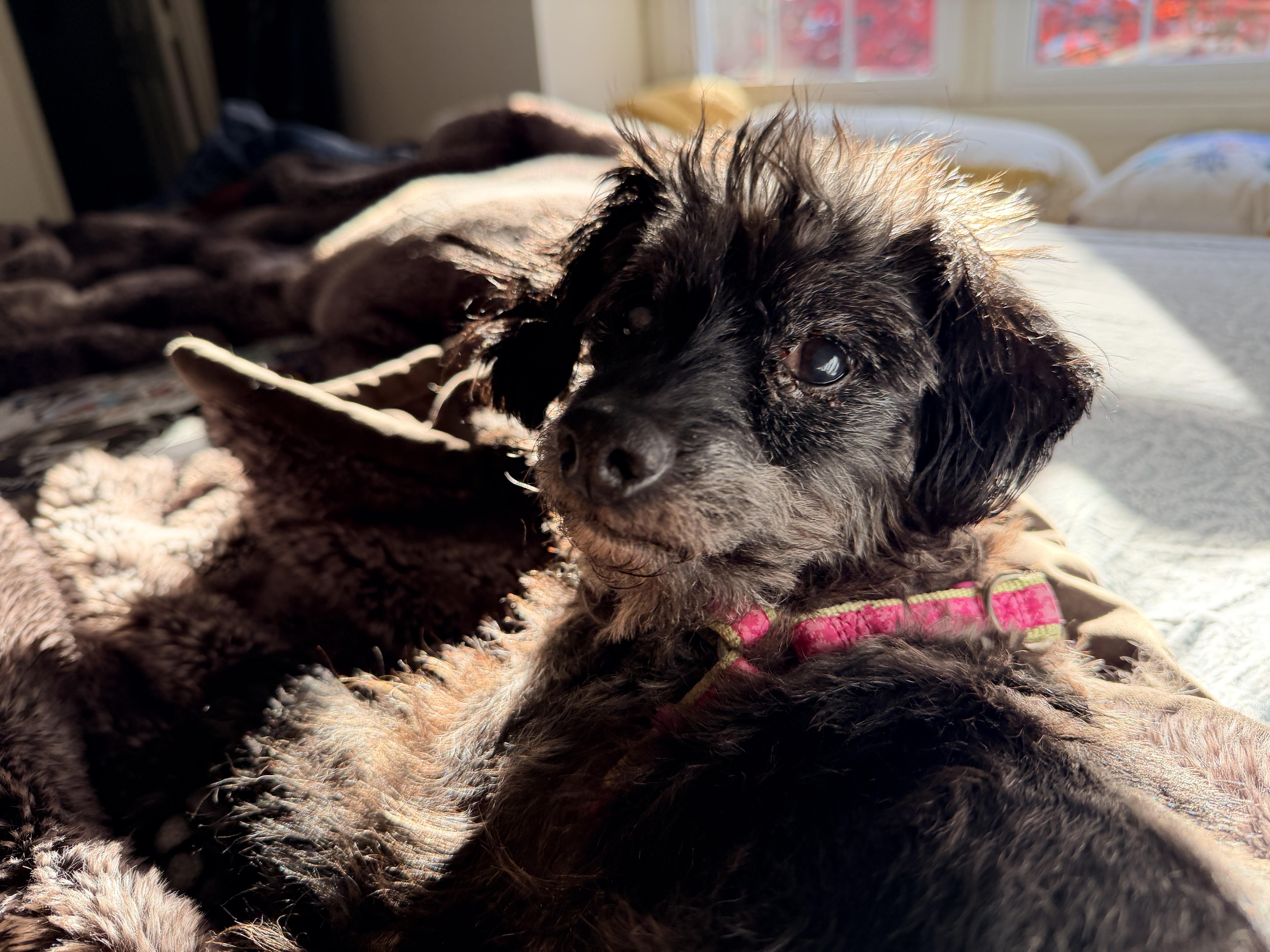 Enlarge Elvis, a Adopted mixed breed in Hillsborough, NC image 2/6