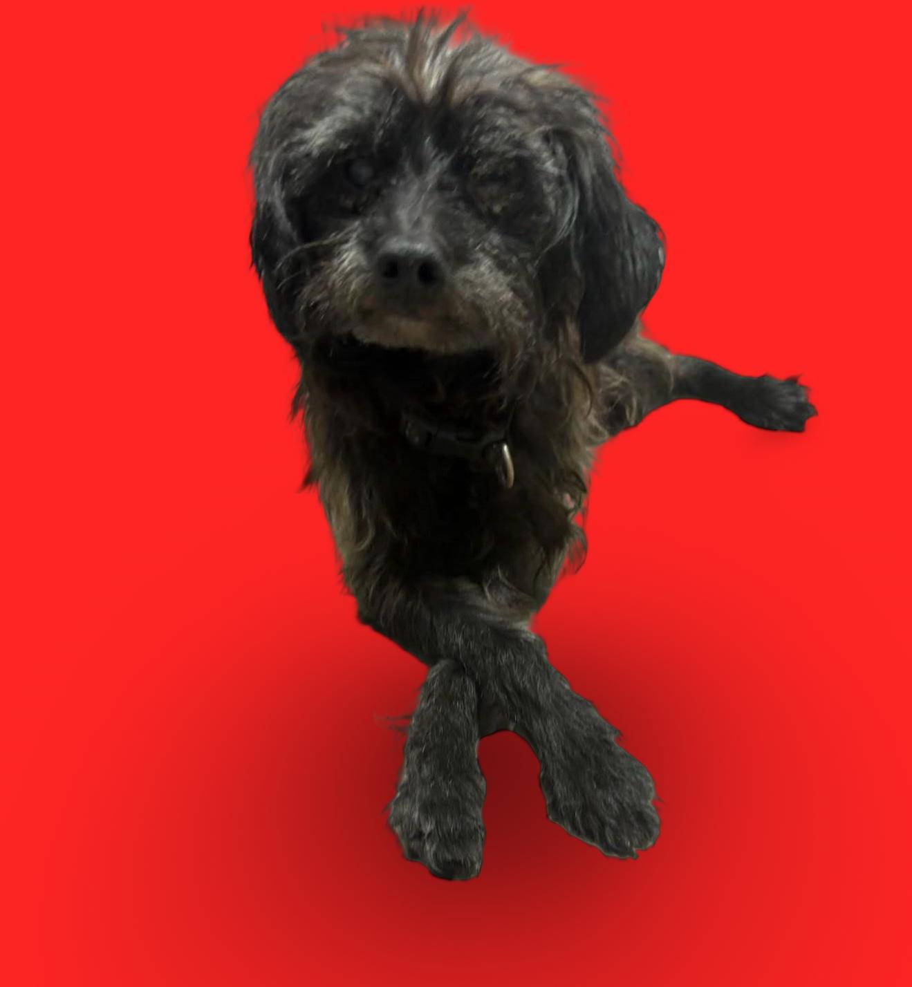 Enlarge Elvis, a Adopted mixed breed in Hillsborough, NC image 3/6