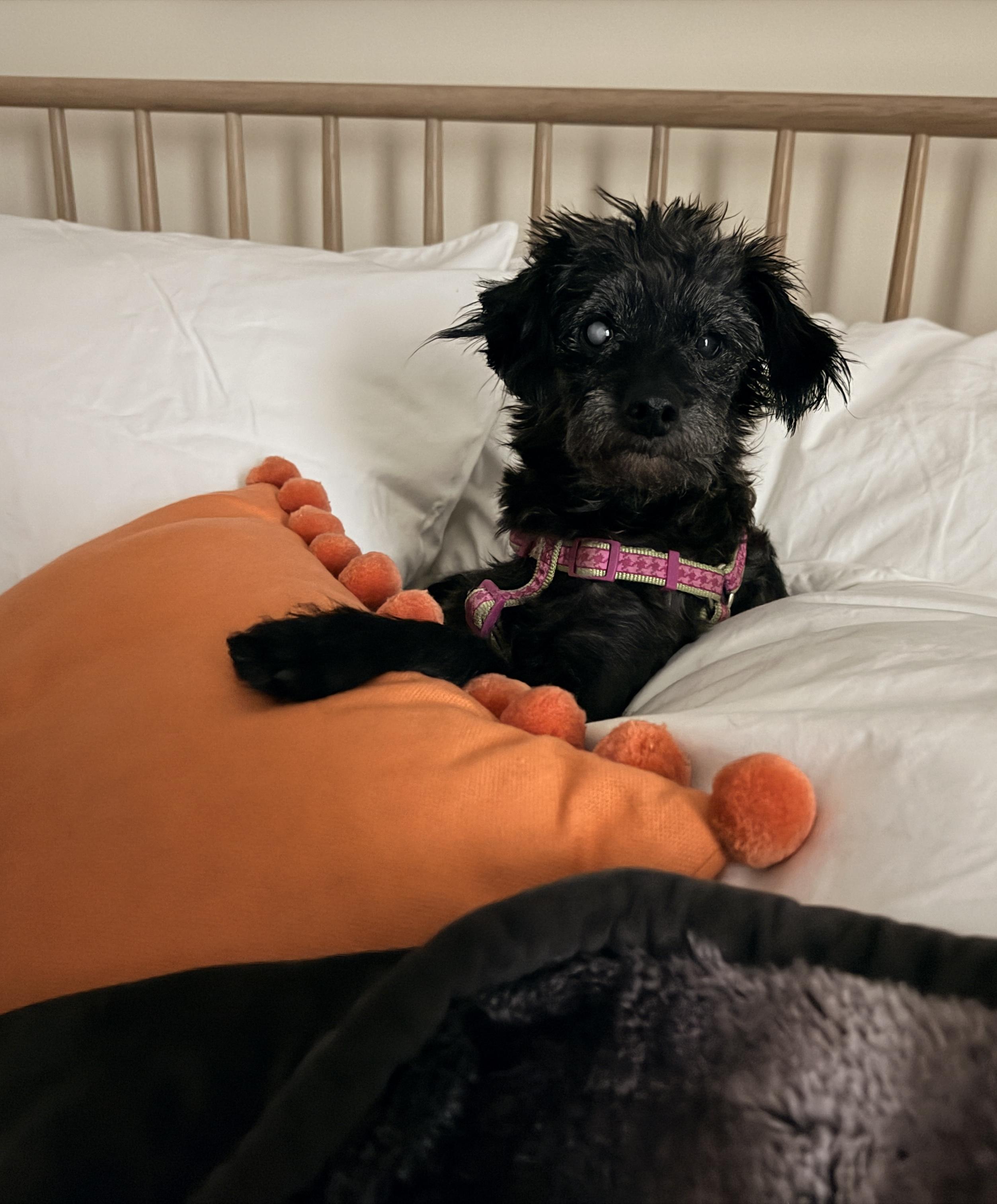 Enlarge Elvis, a Adopted mixed breed in Hillsborough, NC image 4/6