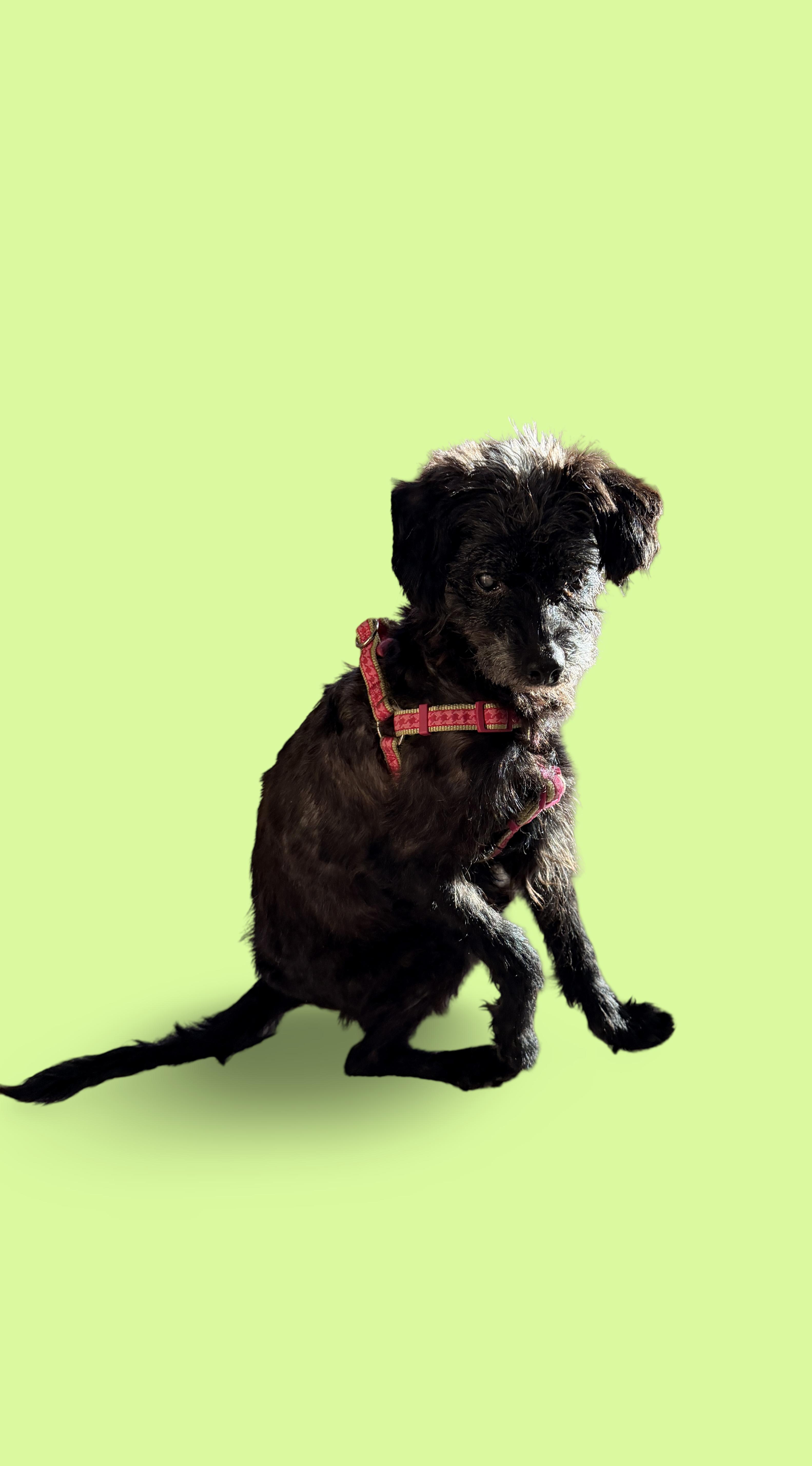 Enlarge Elvis, a Adopted mixed breed in Hillsborough, NC image 5/6