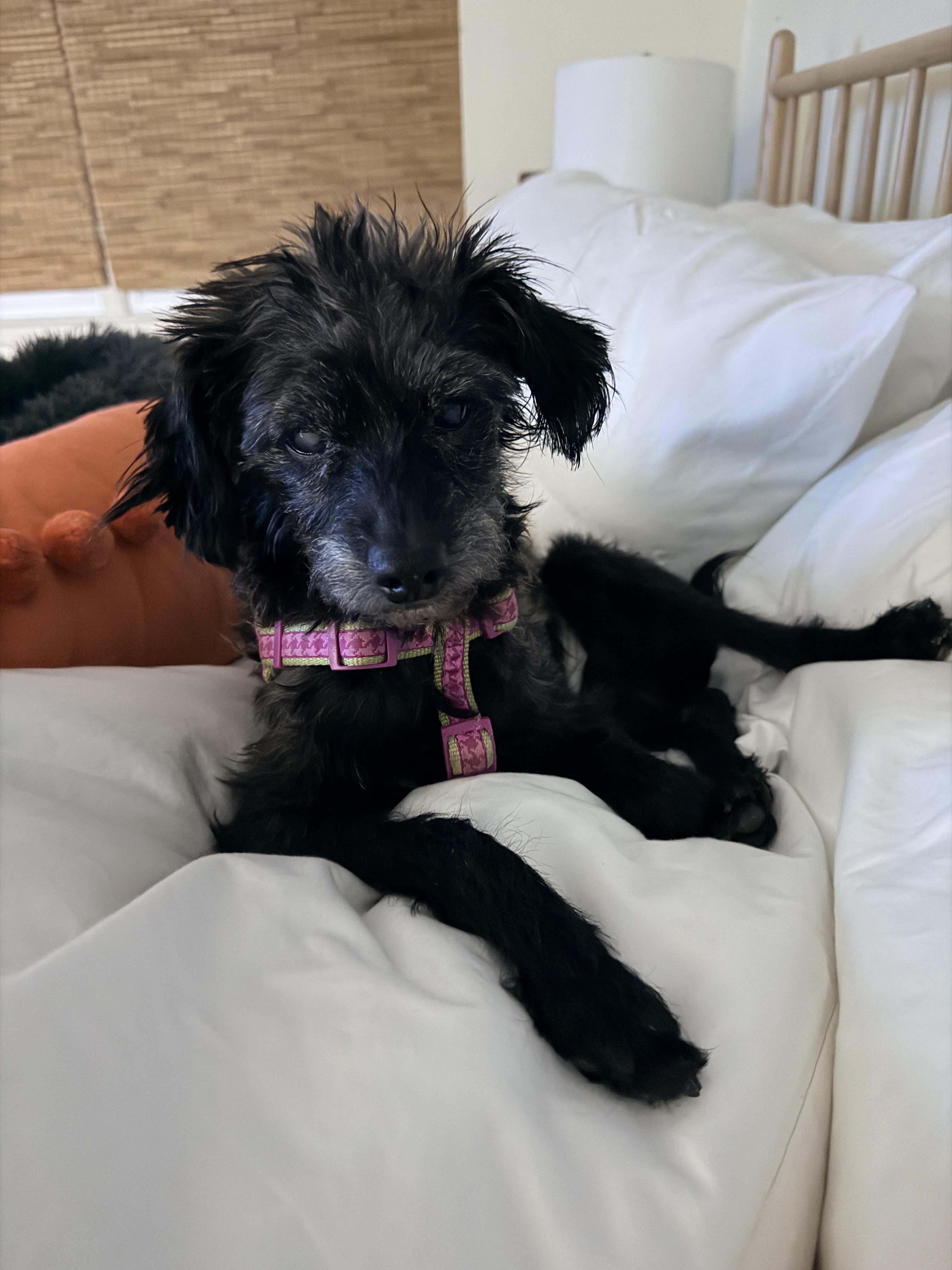 Enlarge Elvis, a Adopted mixed breed in Hillsborough, NC image 6/6