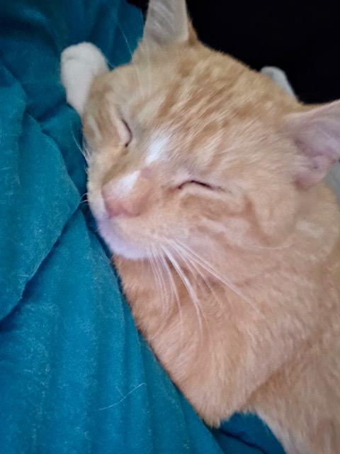 Dante, an adopted Domestic Short Hair in Dix Hills, NY image 5/6