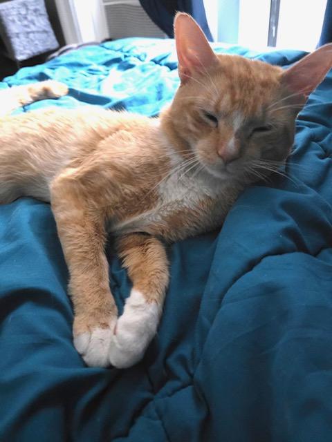 Dante, an adopted Domestic Short Hair in Dix Hills, NY image 3/6