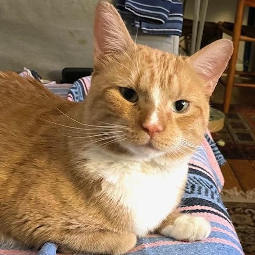 Dante, an adopted Domestic Short Hair in Dix Hills, NY image 1/6