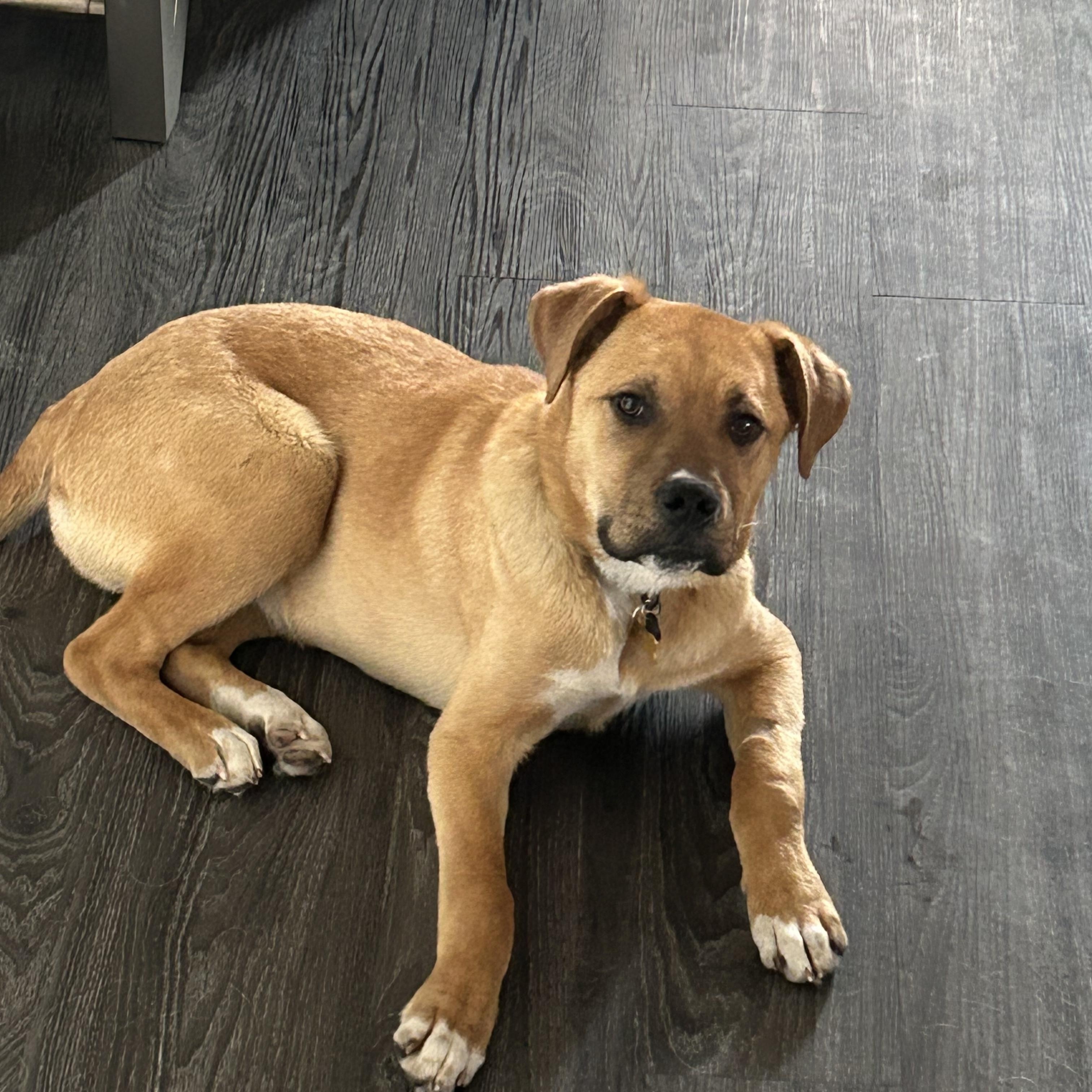 Frizz, a ADOPTABLE mixed breed in Saskatoon, SK image 3/3