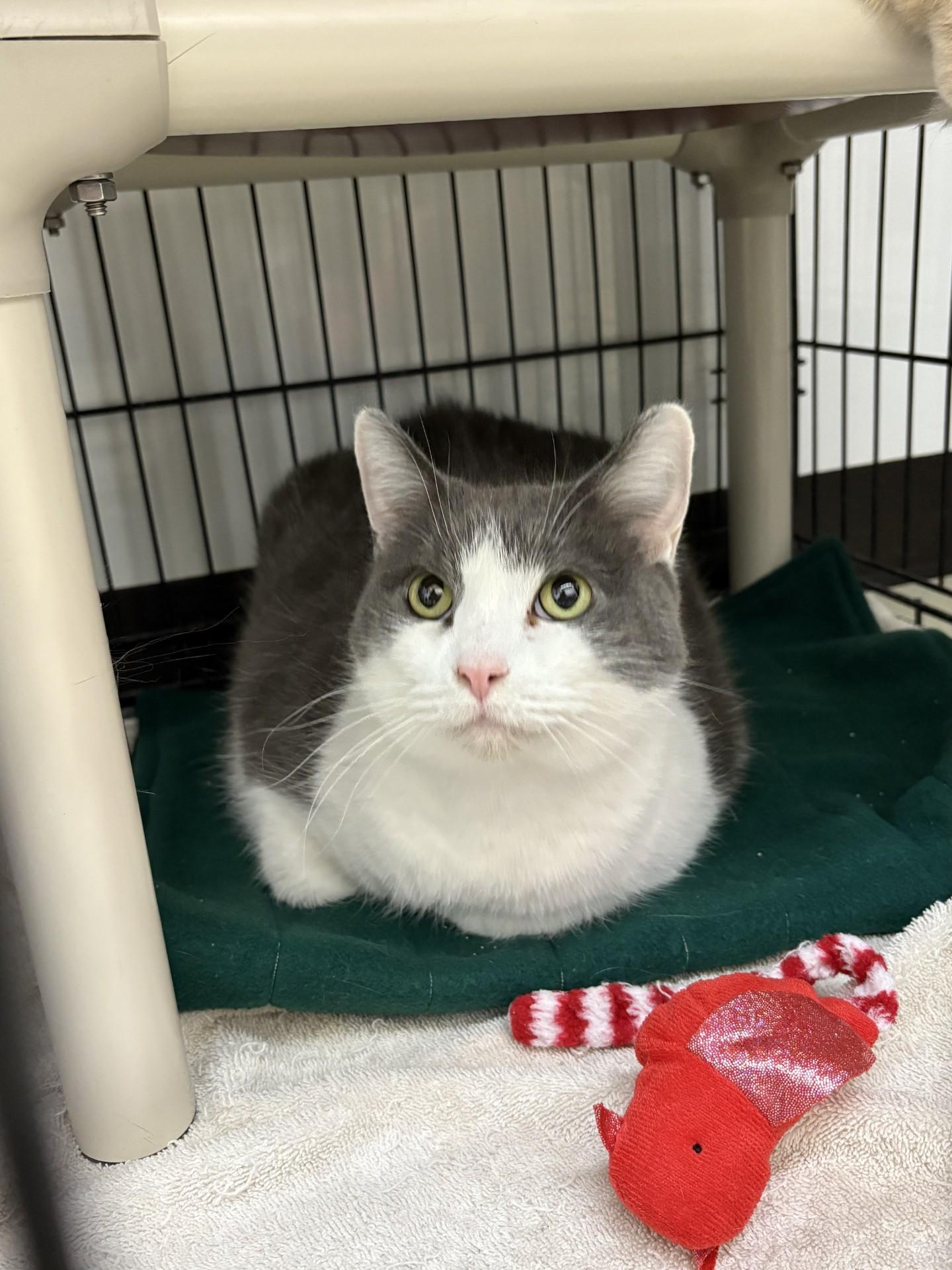 Enlarge Grover, a ADOPTABLE Domestic Short Hair in Black River Falls, WI image 1/1