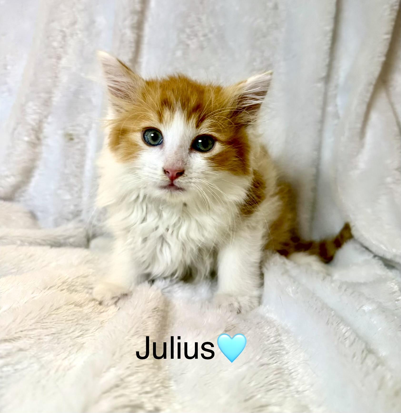 Julius, adopted, Kitten Male Domestic Long Hair.