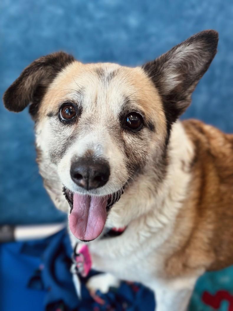 Enlarge LACEY, a Adoptable mixed breed in Loveland, CO image 1/1