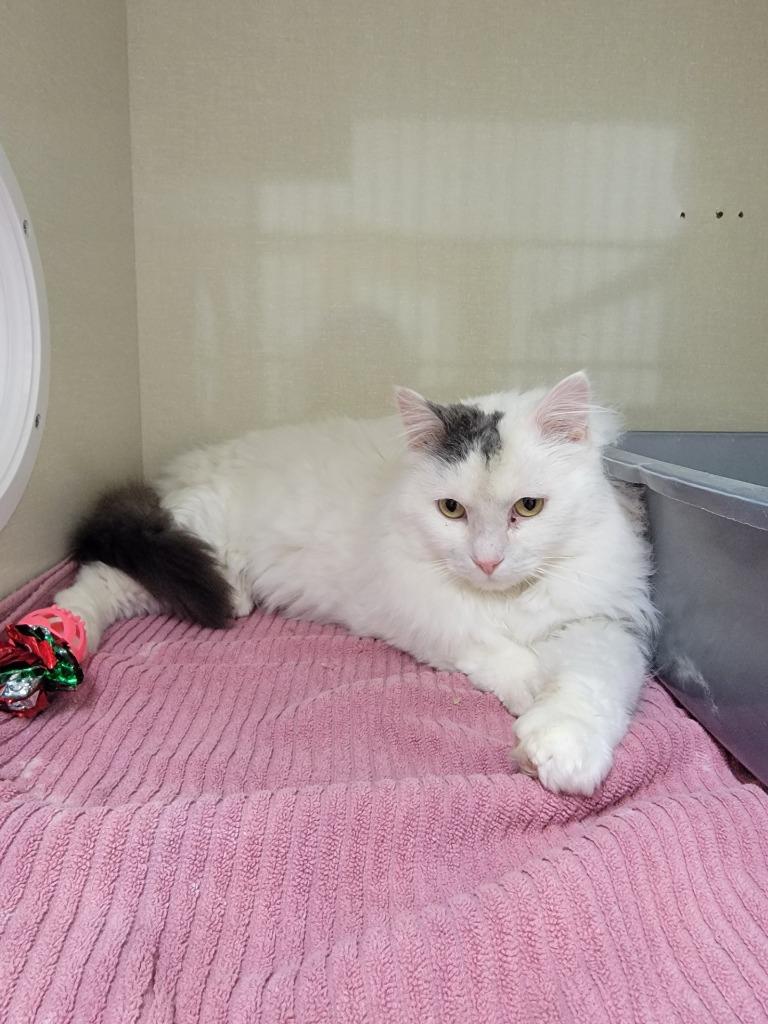 Kenny, Adoptable, Young Male Domestic Long Hair.