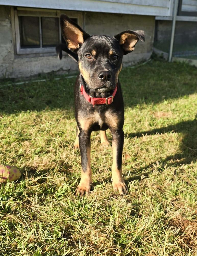 Baked Bean, Adoptable, Puppy Male Mixed Breed.