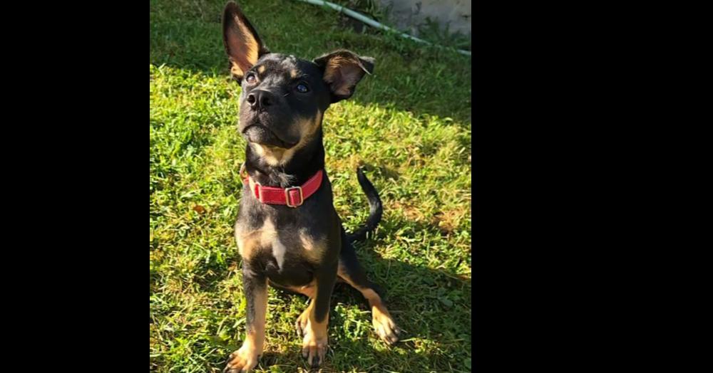 Baked Bean, a Adoptable mixed breed in Trenton, ME image 2/2